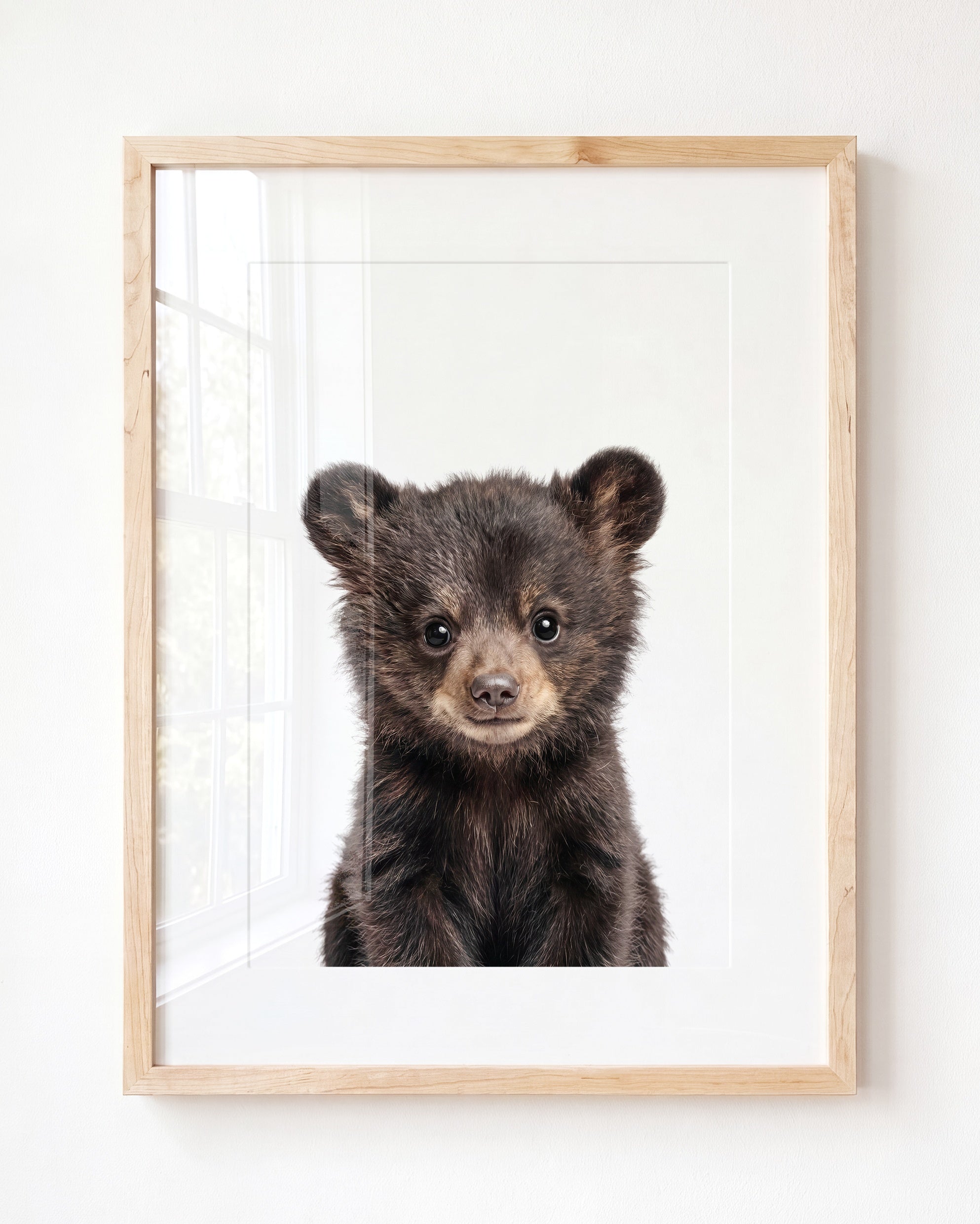 Baby Black Bear