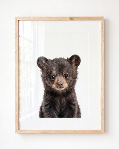 Baby Black Bear