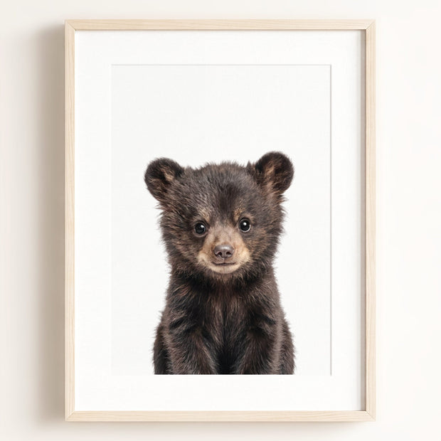 Baby Black Bear