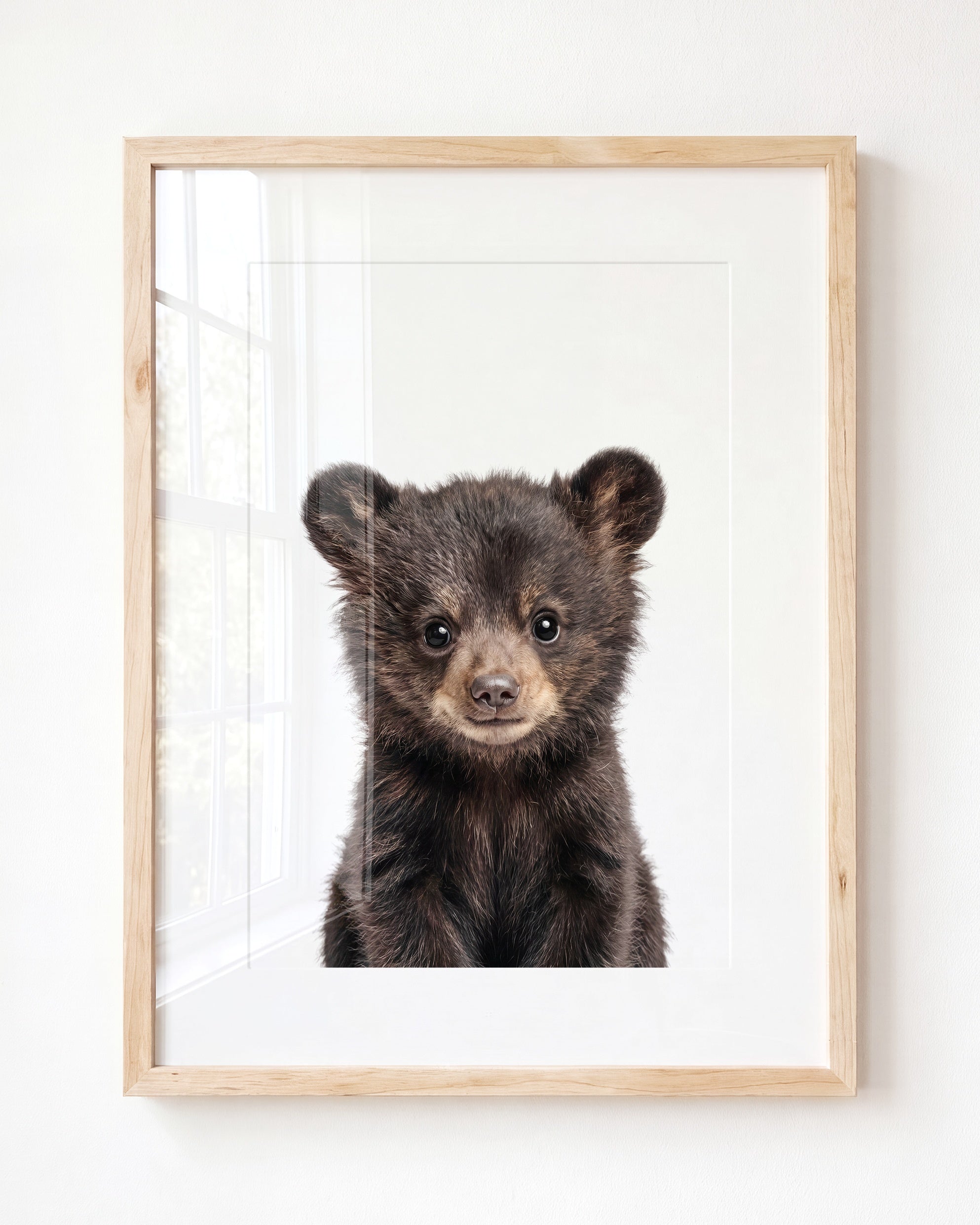 Baby Black Bear