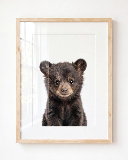 Baby Black Bear — Framed
