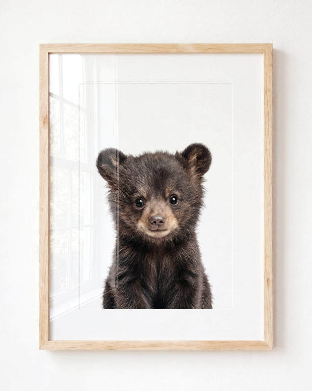 Baby Black Bear