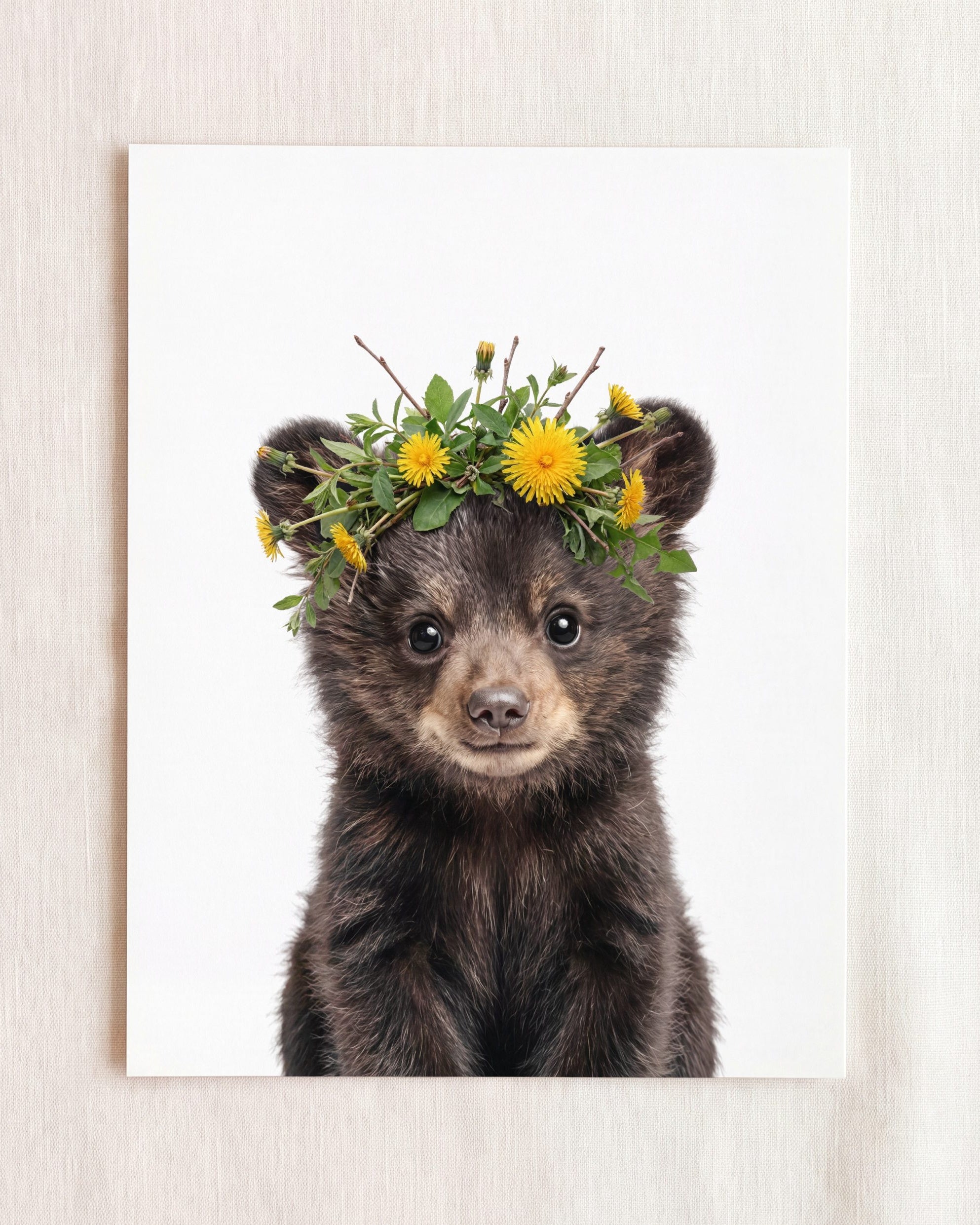 Baby Black Bear