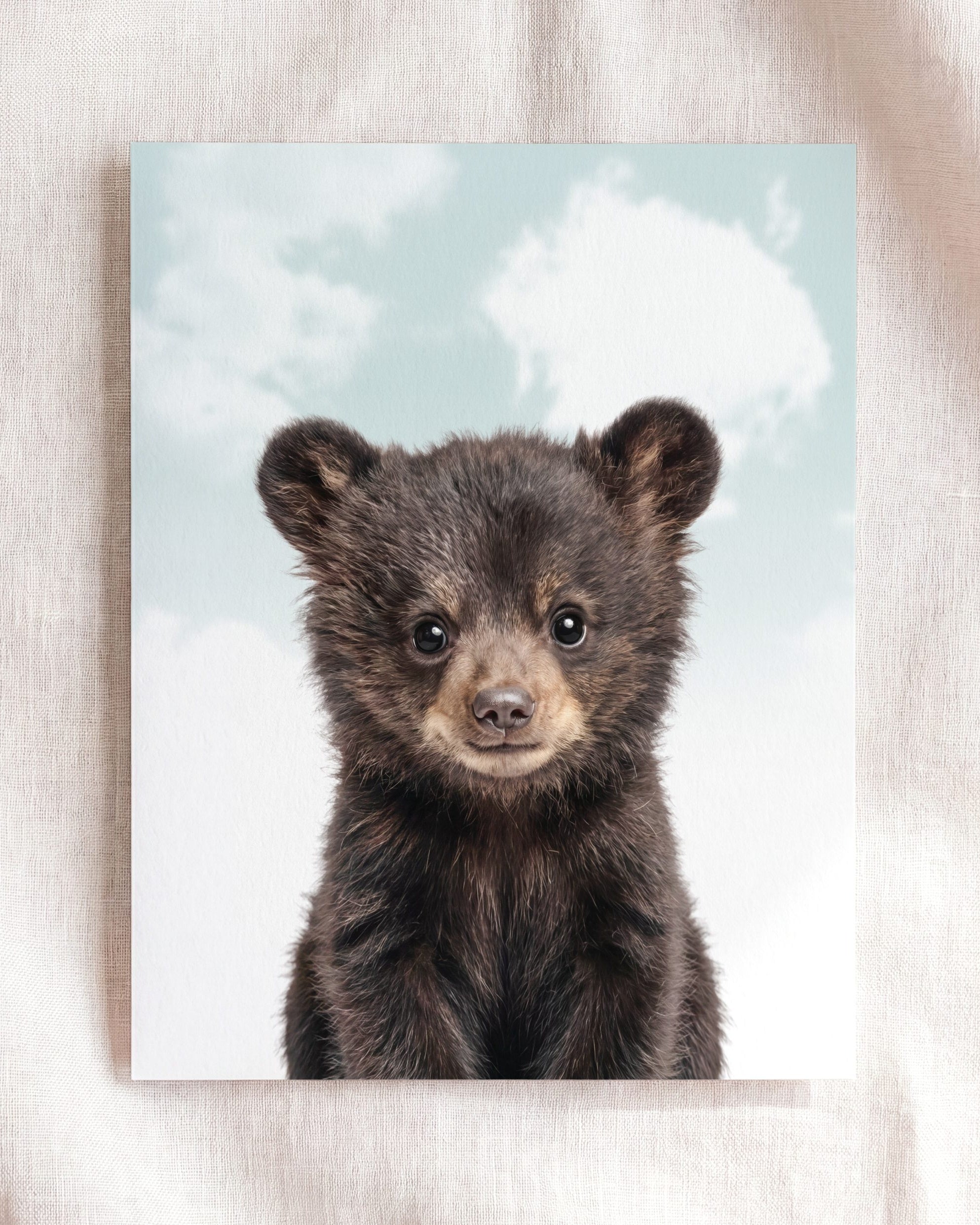 Baby Black Bear