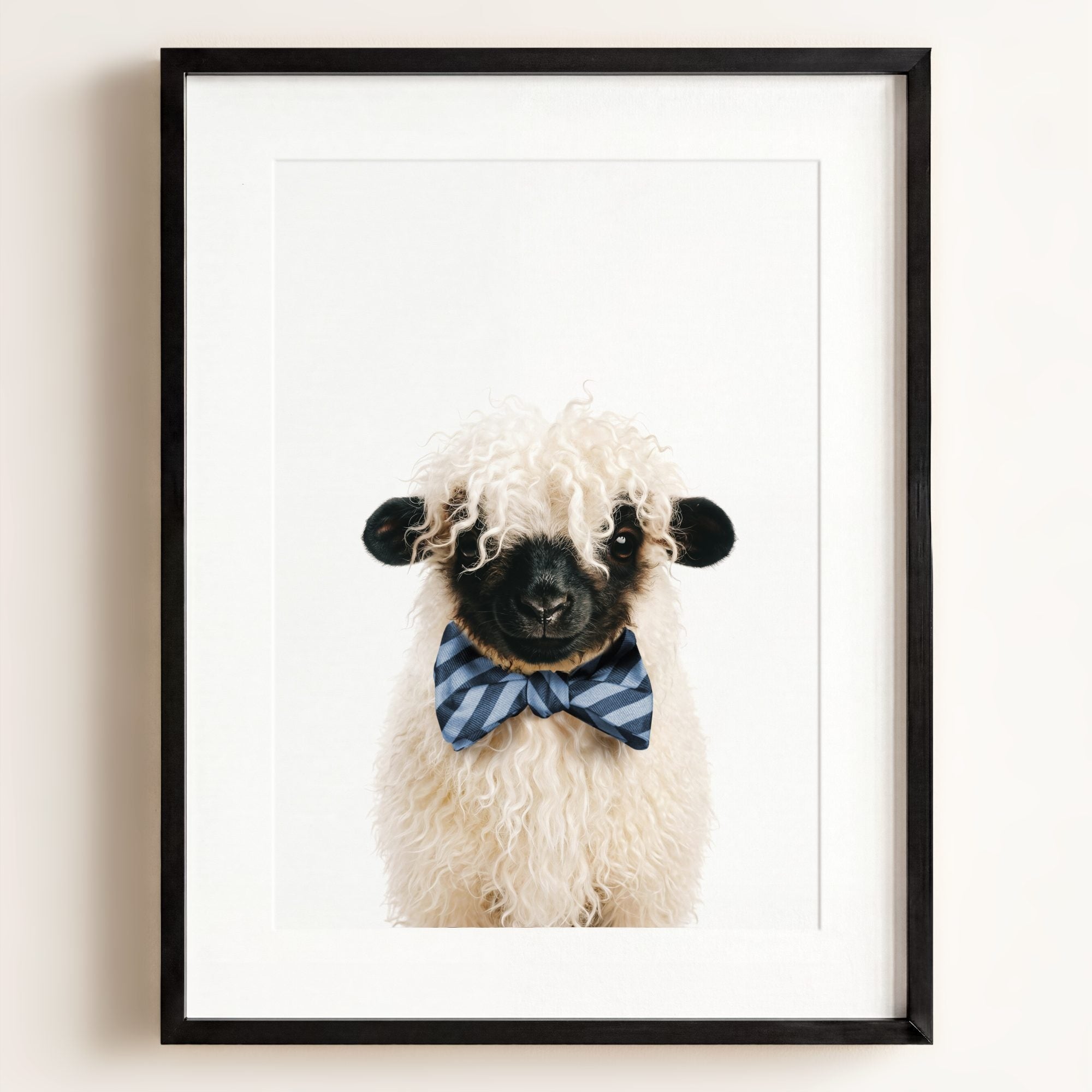 Baby Blacknose Sheep