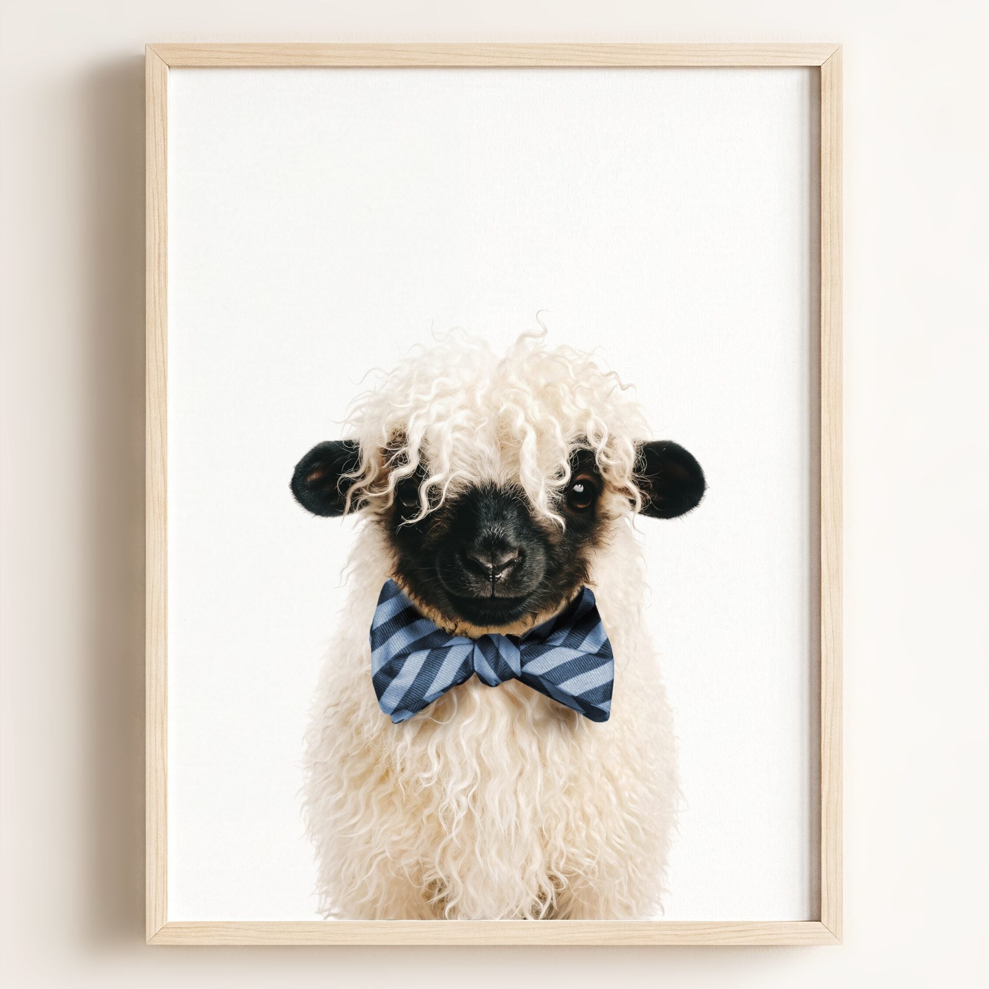 Baby Blacknose Sheep