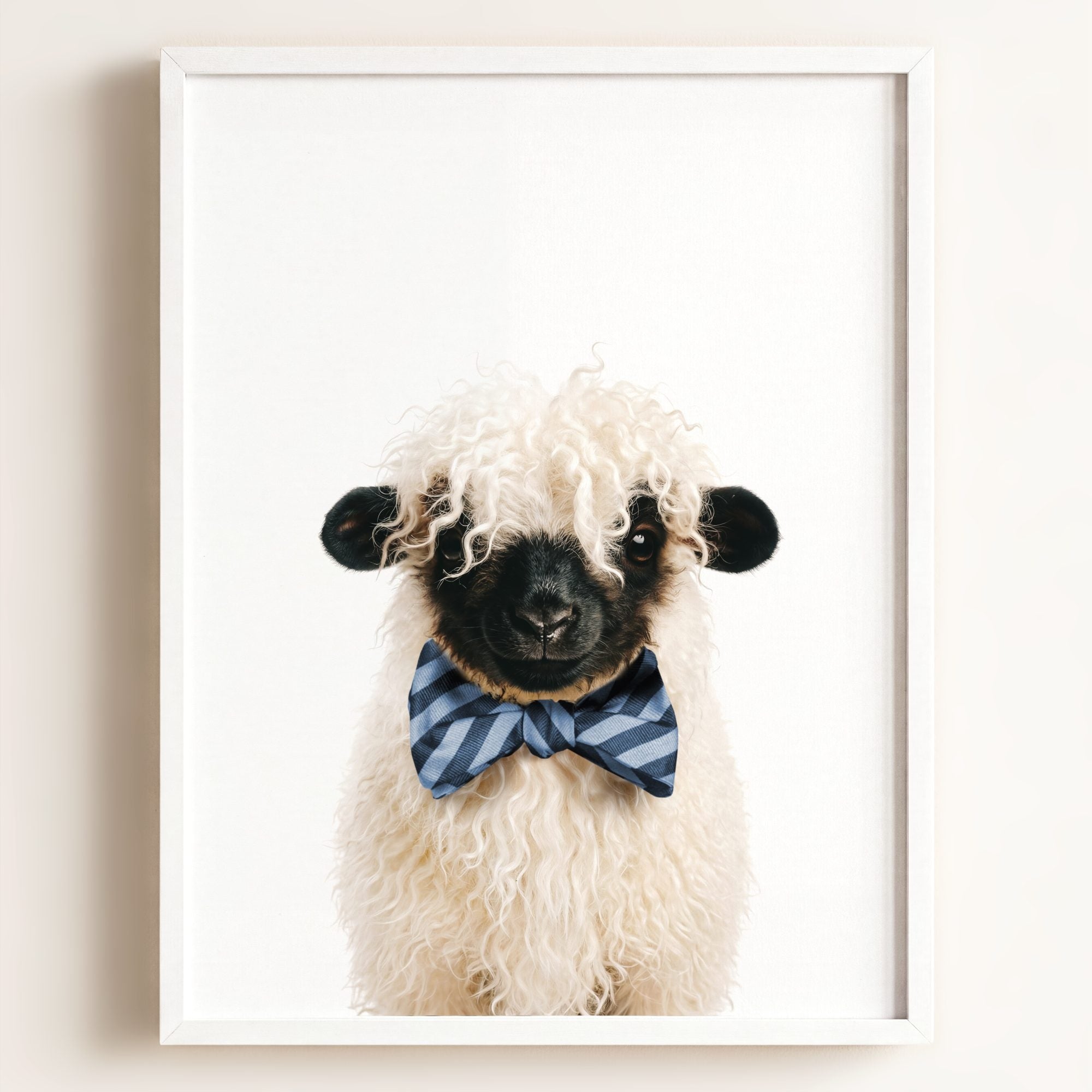 Baby Blacknose Sheep