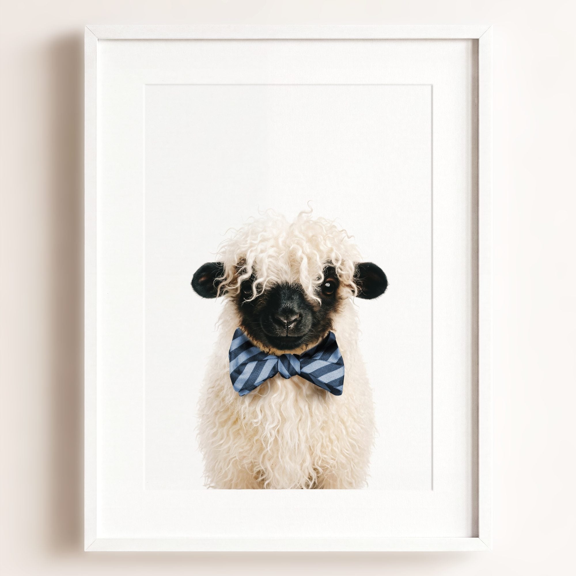 Baby Blacknose Sheep