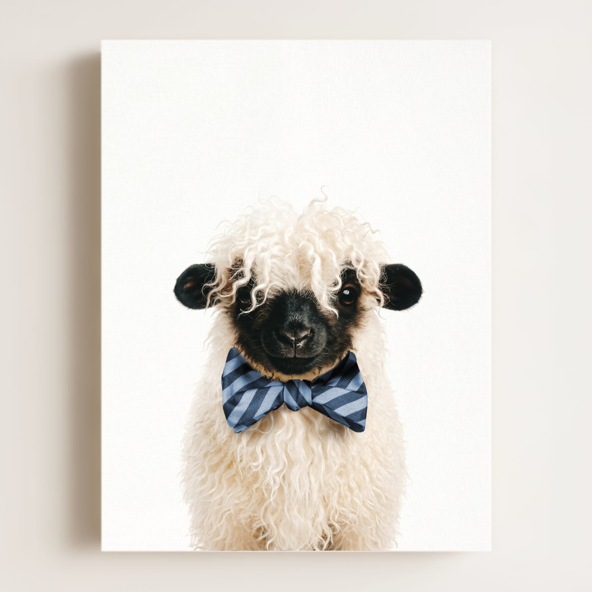 Baby Blacknose Sheep