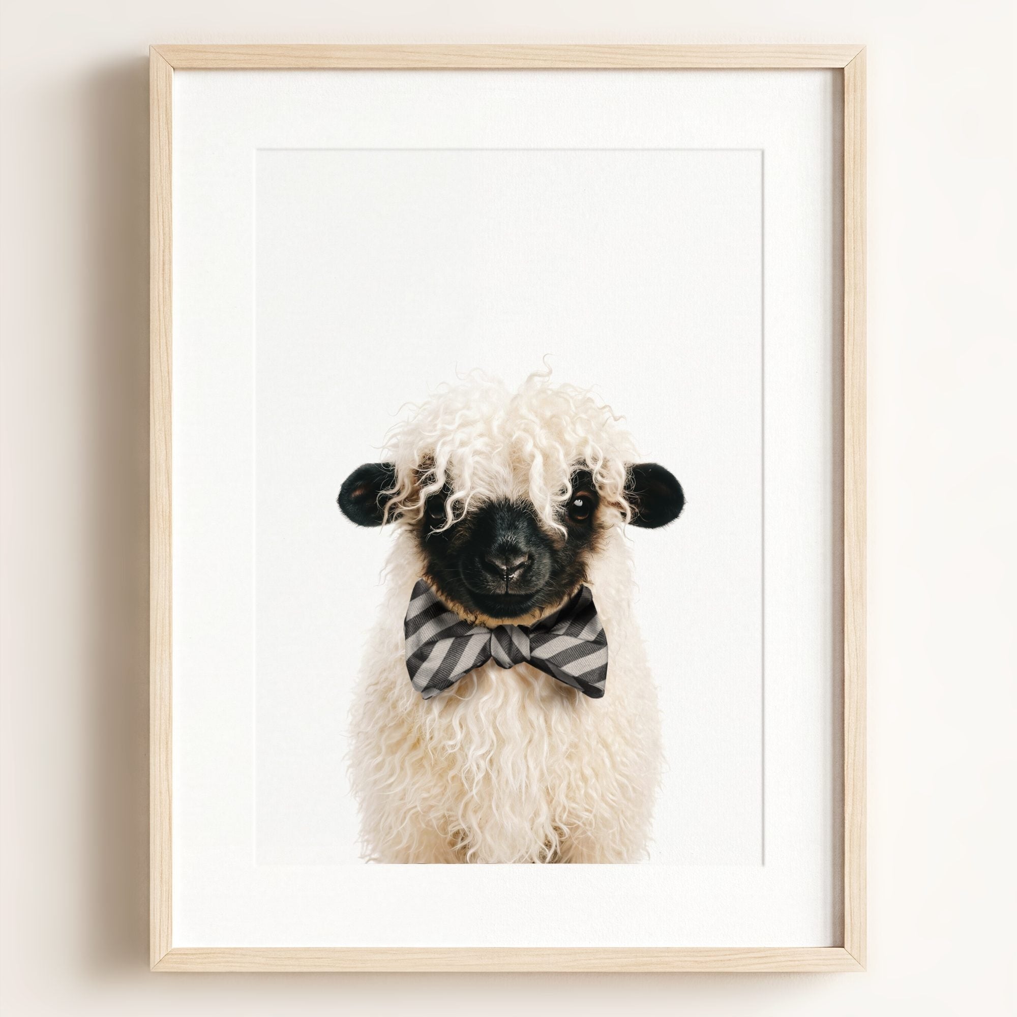 Baby Blacknose Sheep