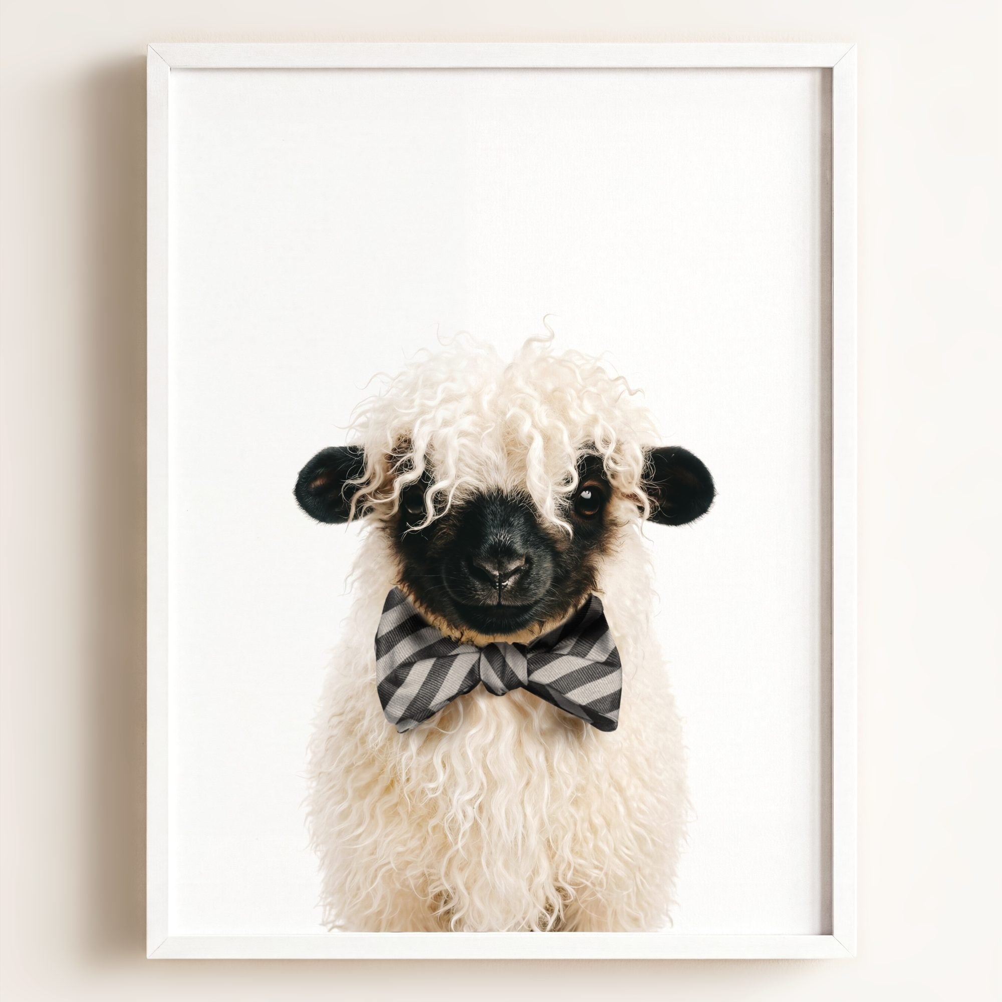 Baby Blacknose Sheep