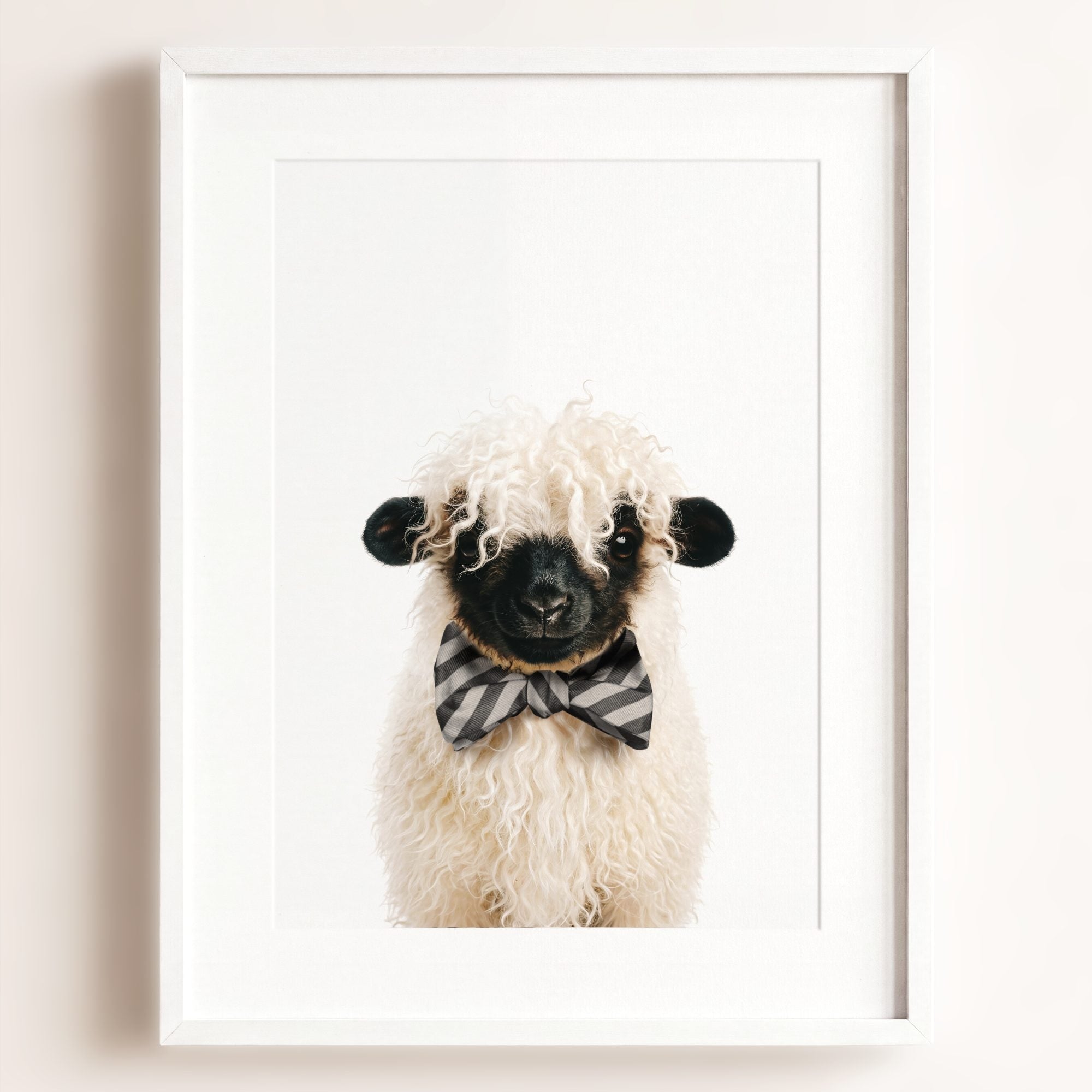 Baby Blacknose Sheep