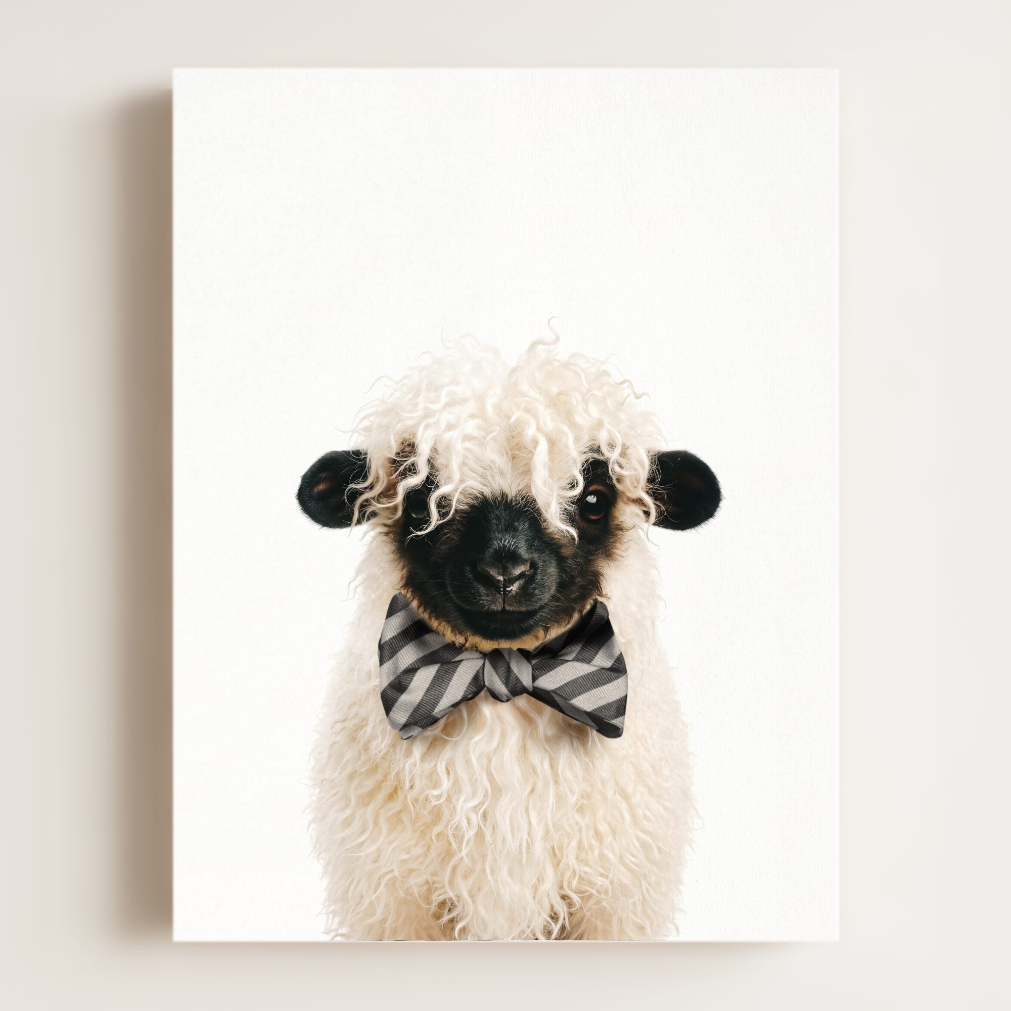 Baby Blacknose Sheep