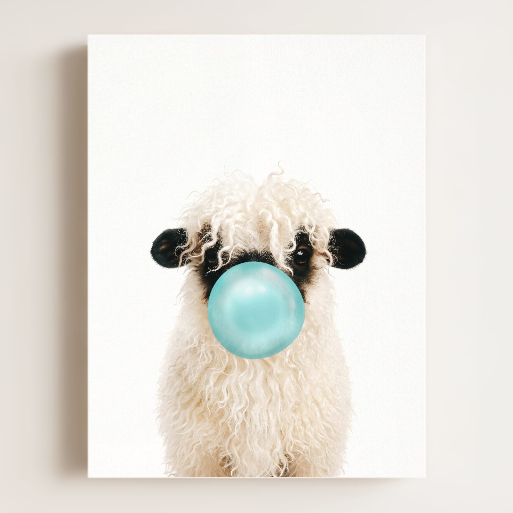 Baby Blacknose Sheep