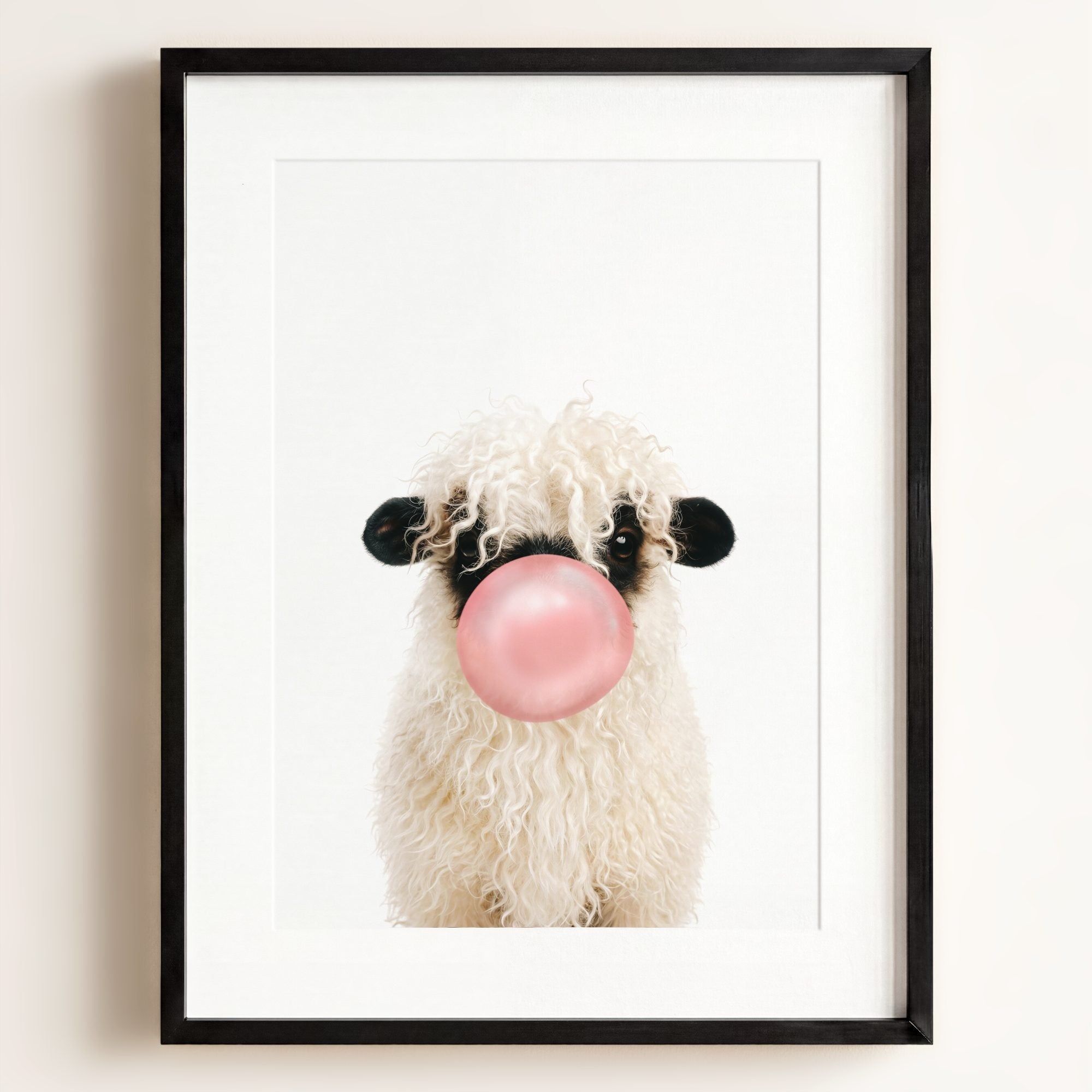 Baby Blacknose Sheep