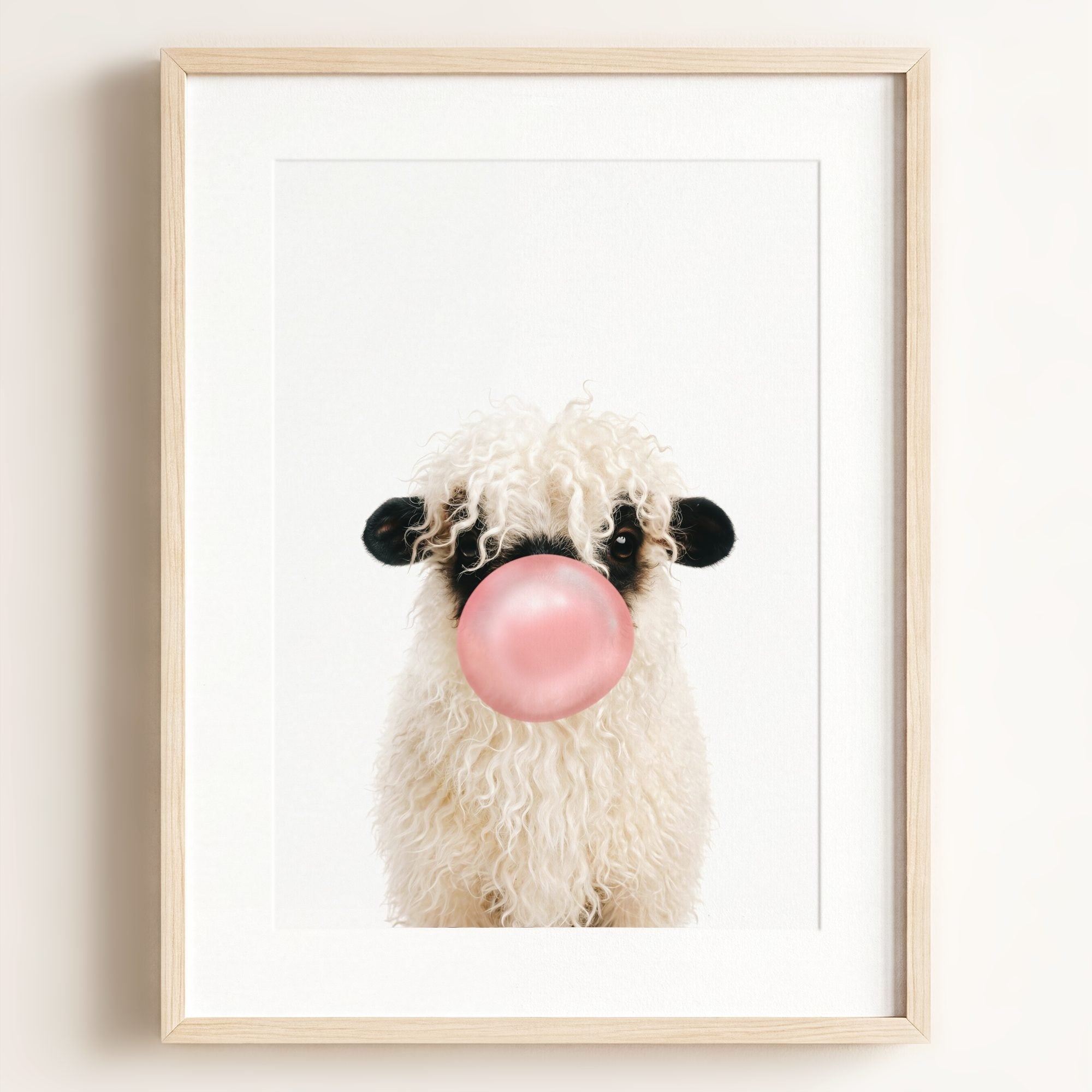 Baby Blacknose Sheep