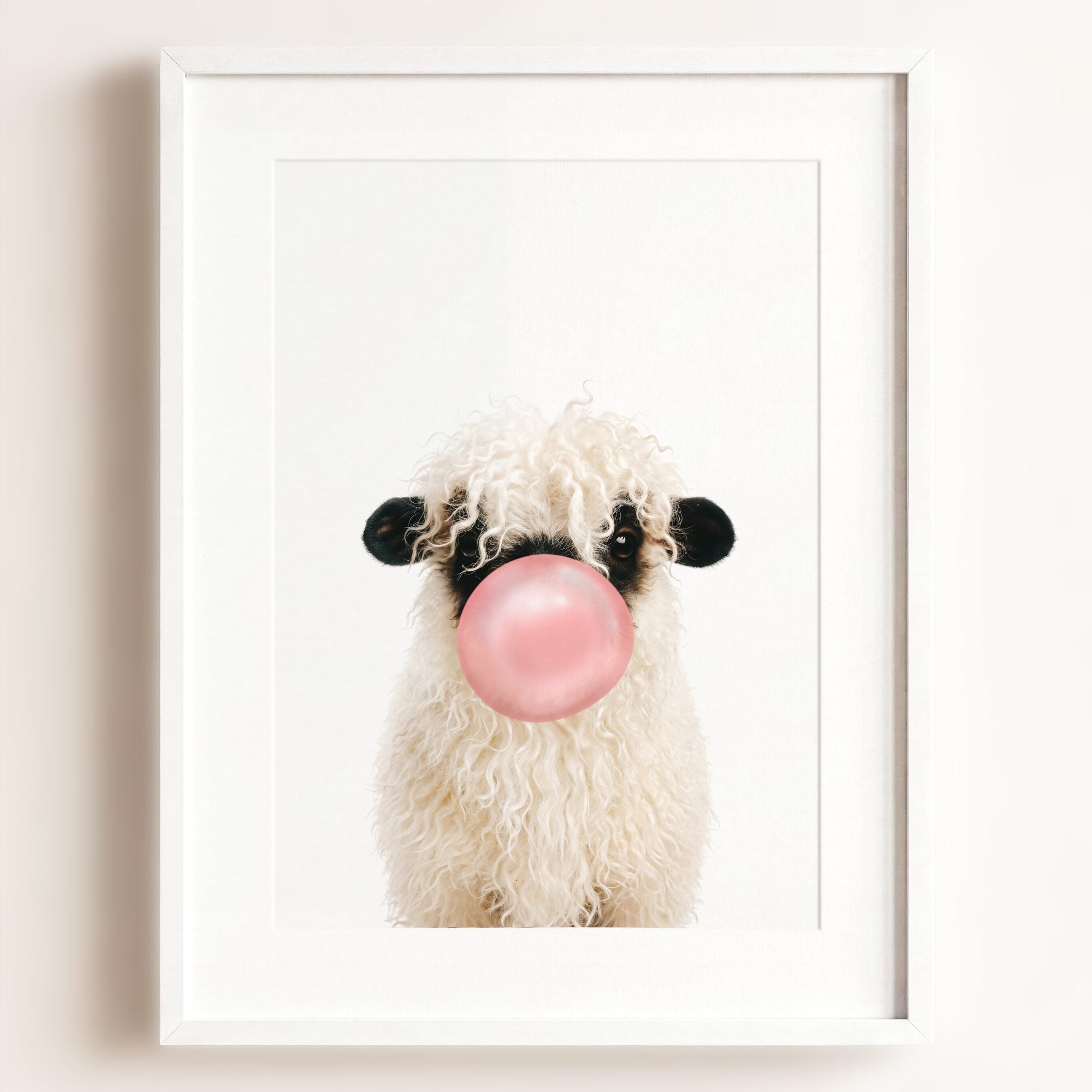 Baby Blacknose Sheep