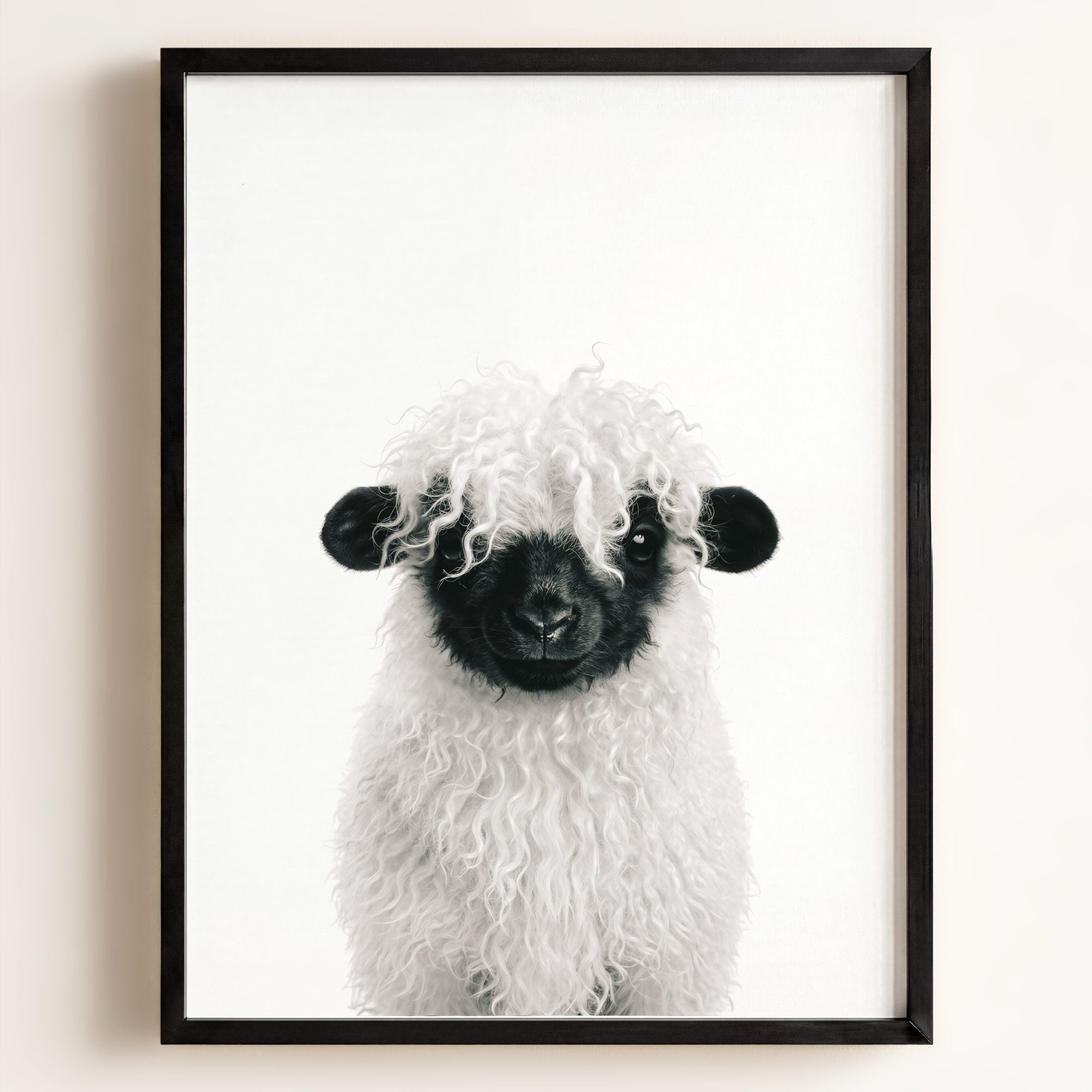 Baby Blacknose Sheep