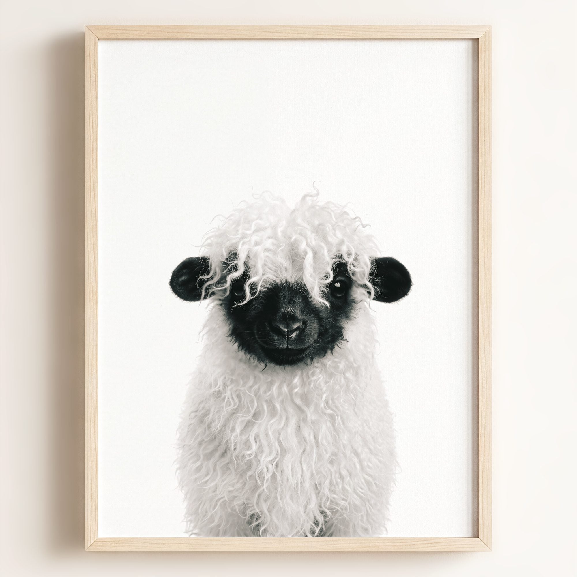 Baby Blacknose Sheep