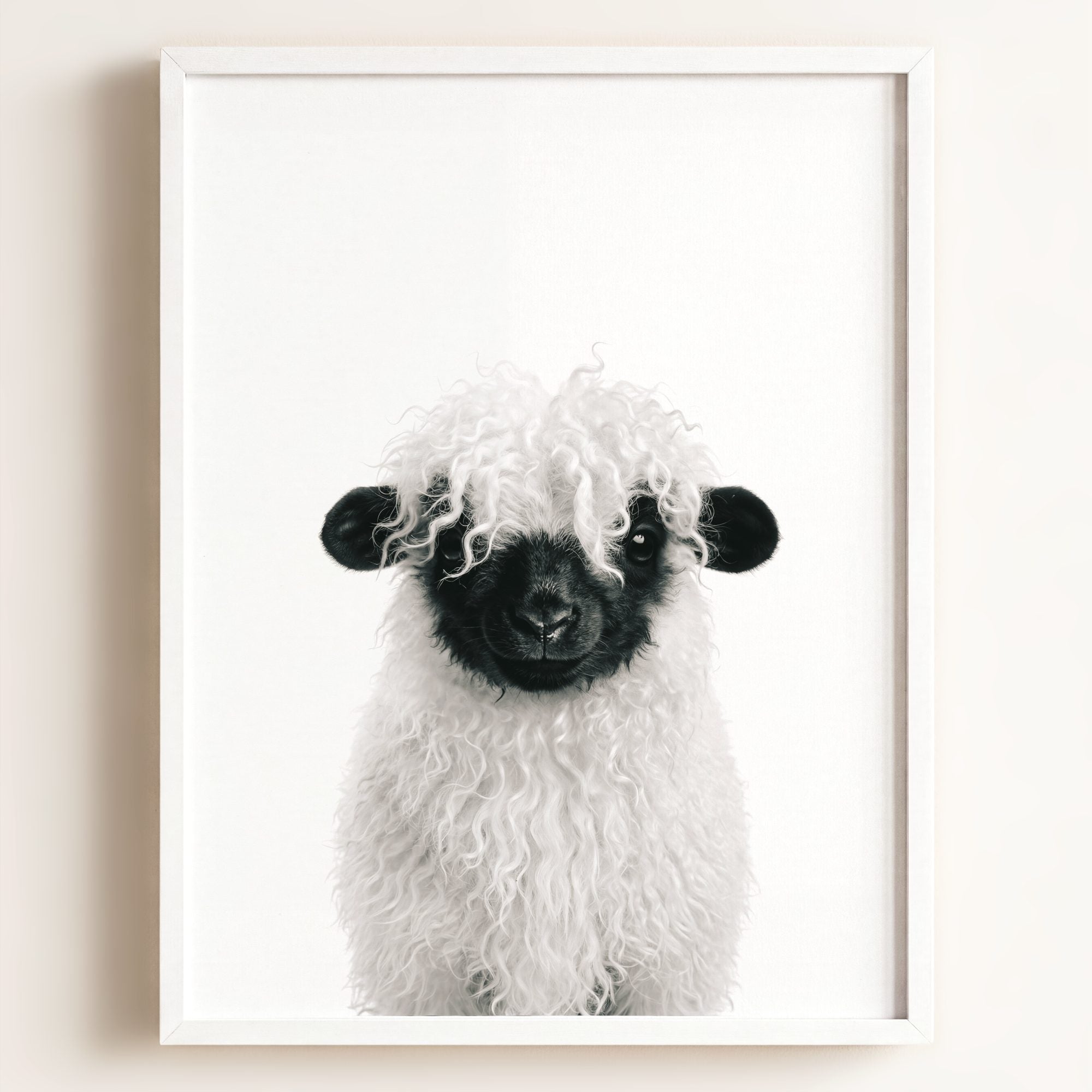 Baby Blacknose Sheep