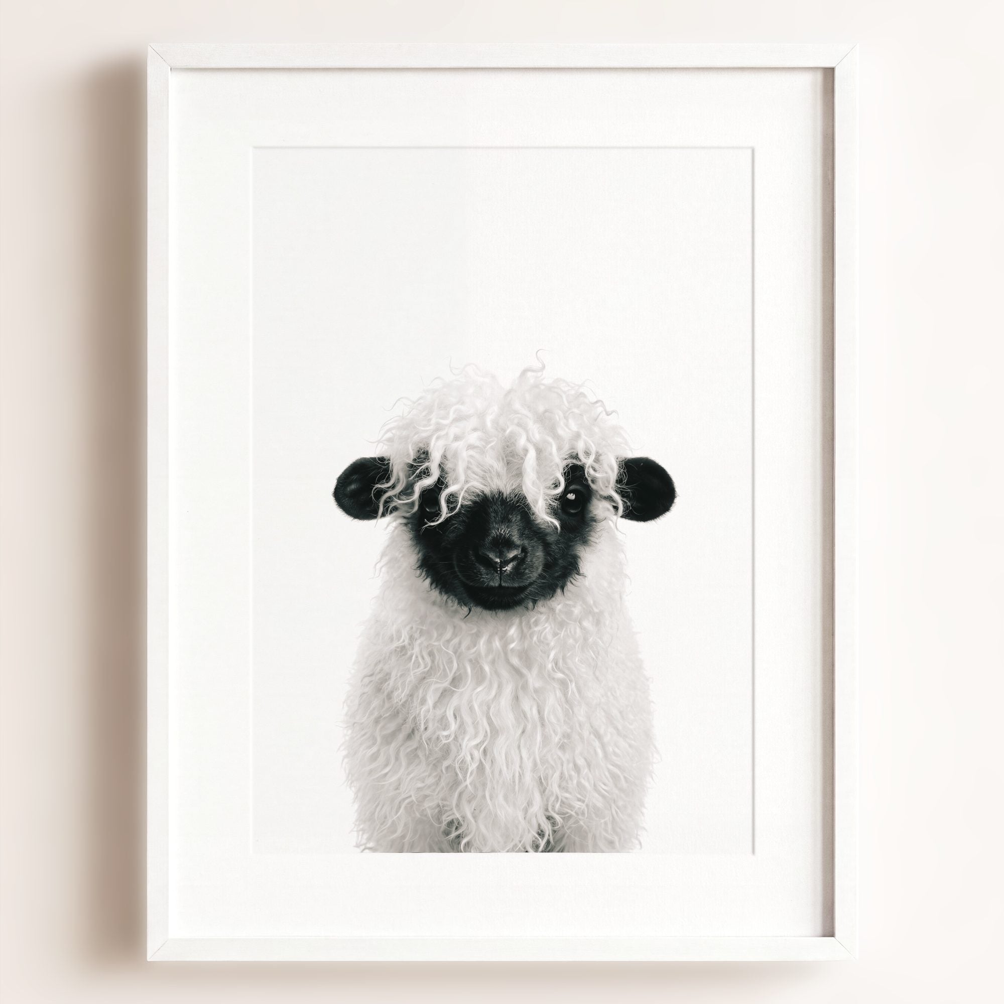 Baby Blacknose Sheep