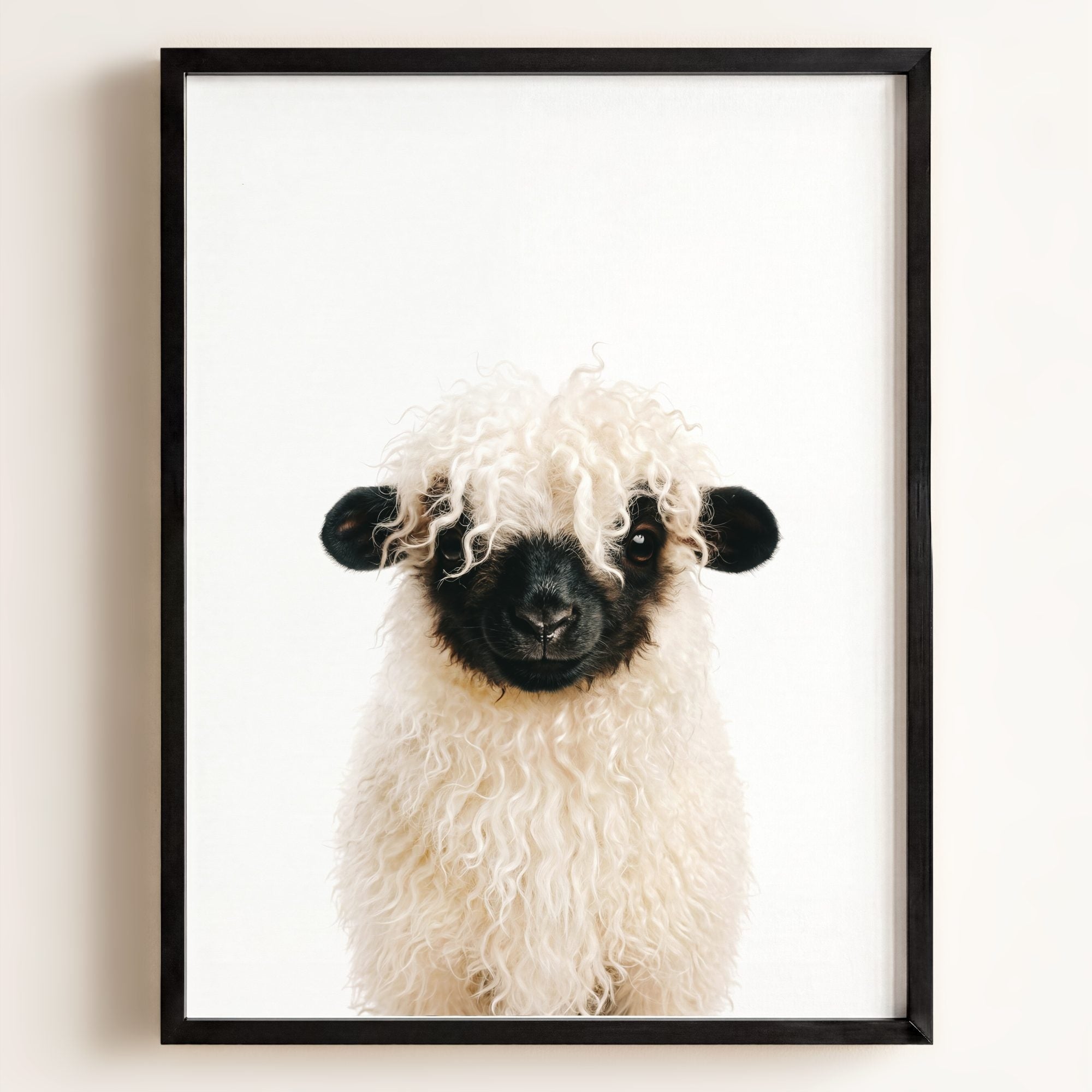 Baby Blacknose Sheep