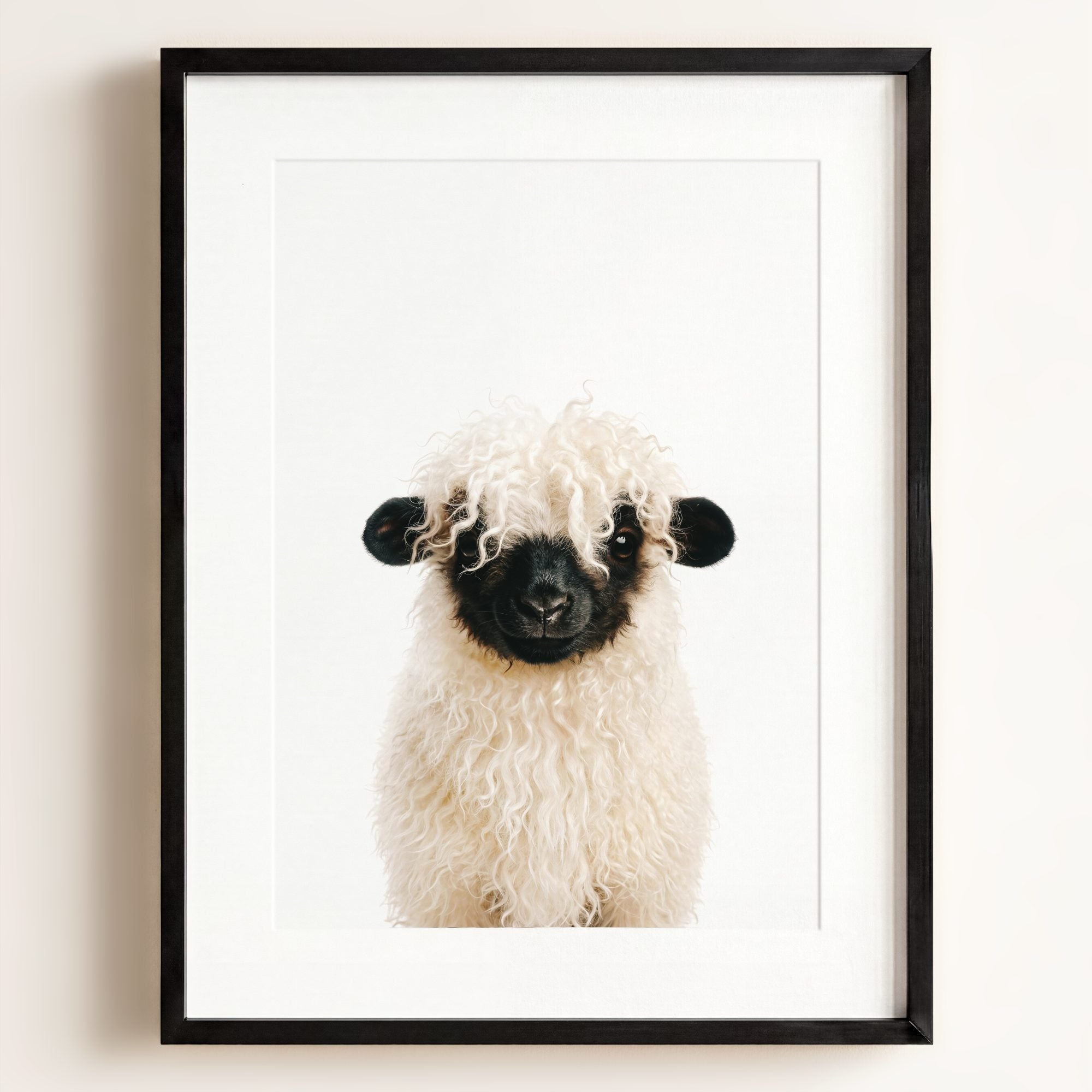 Baby Blacknose Sheep