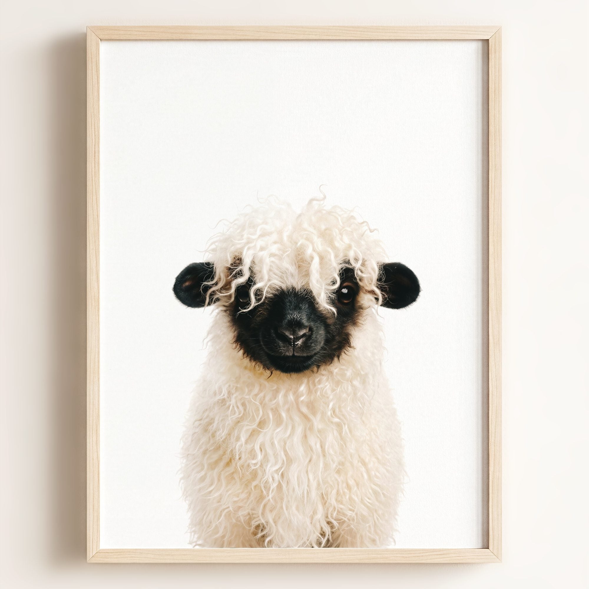 Baby Blacknose Sheep