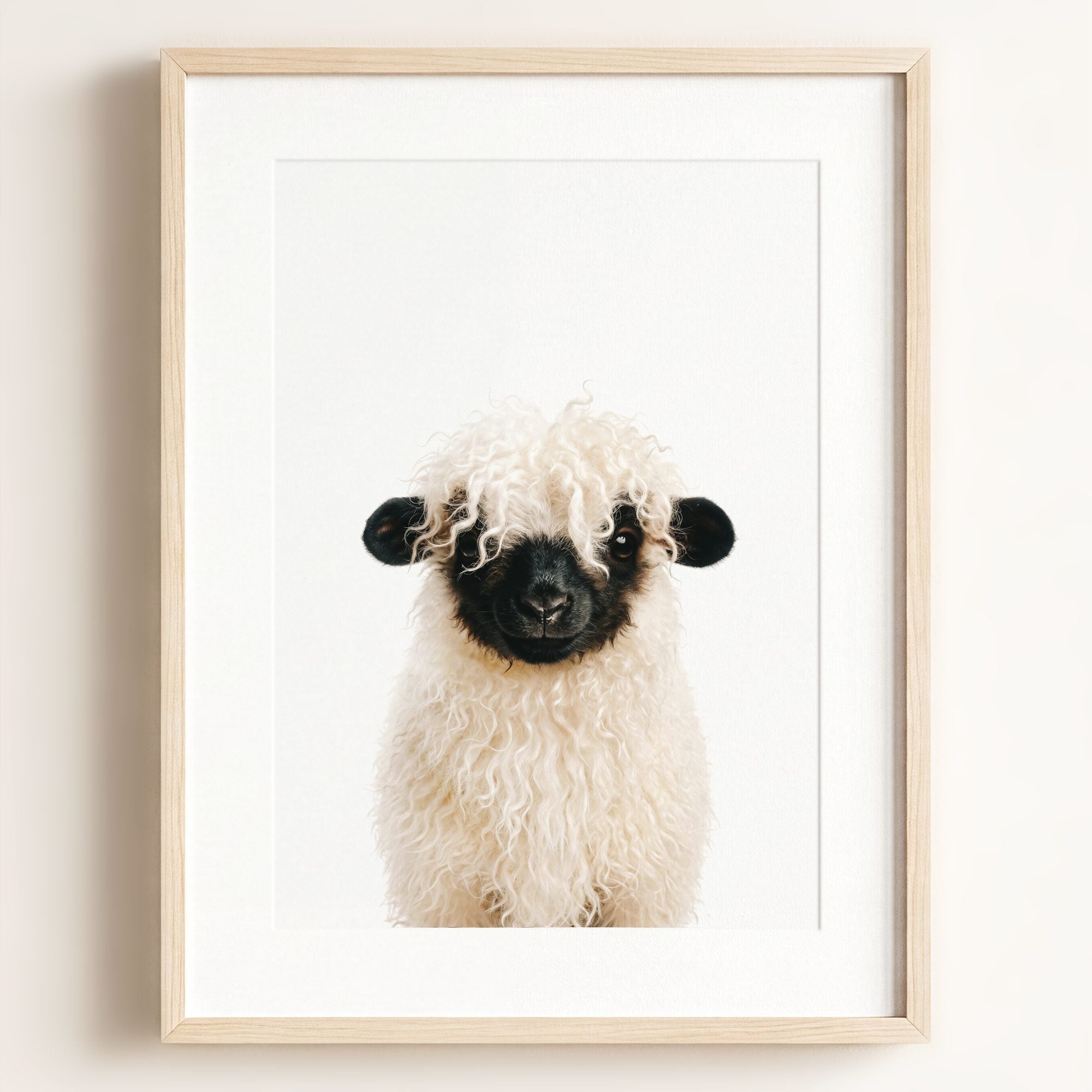 Baby Blacknose Sheep