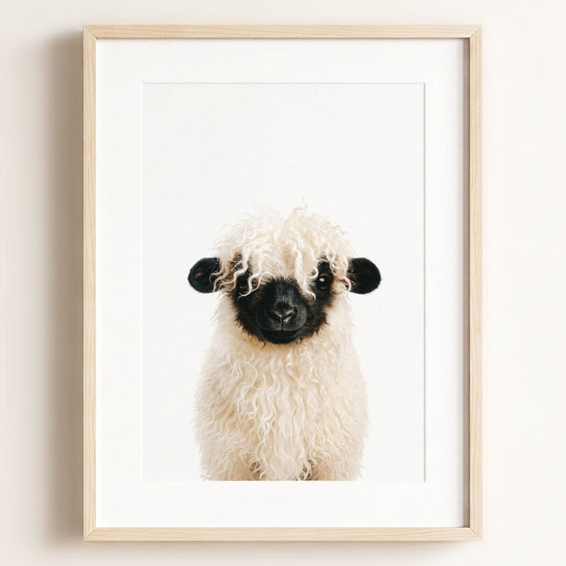 Baby Blacknose Sheep