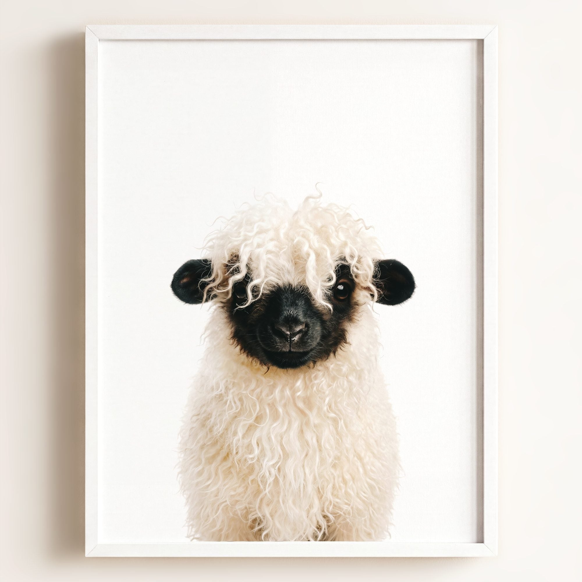 Baby Blacknose Sheep