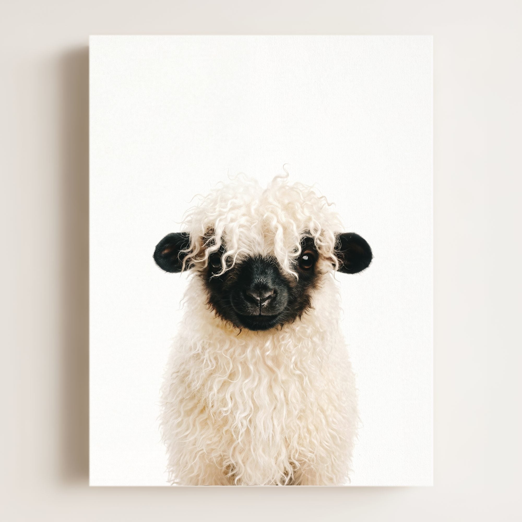 Baby Blacknose Sheep