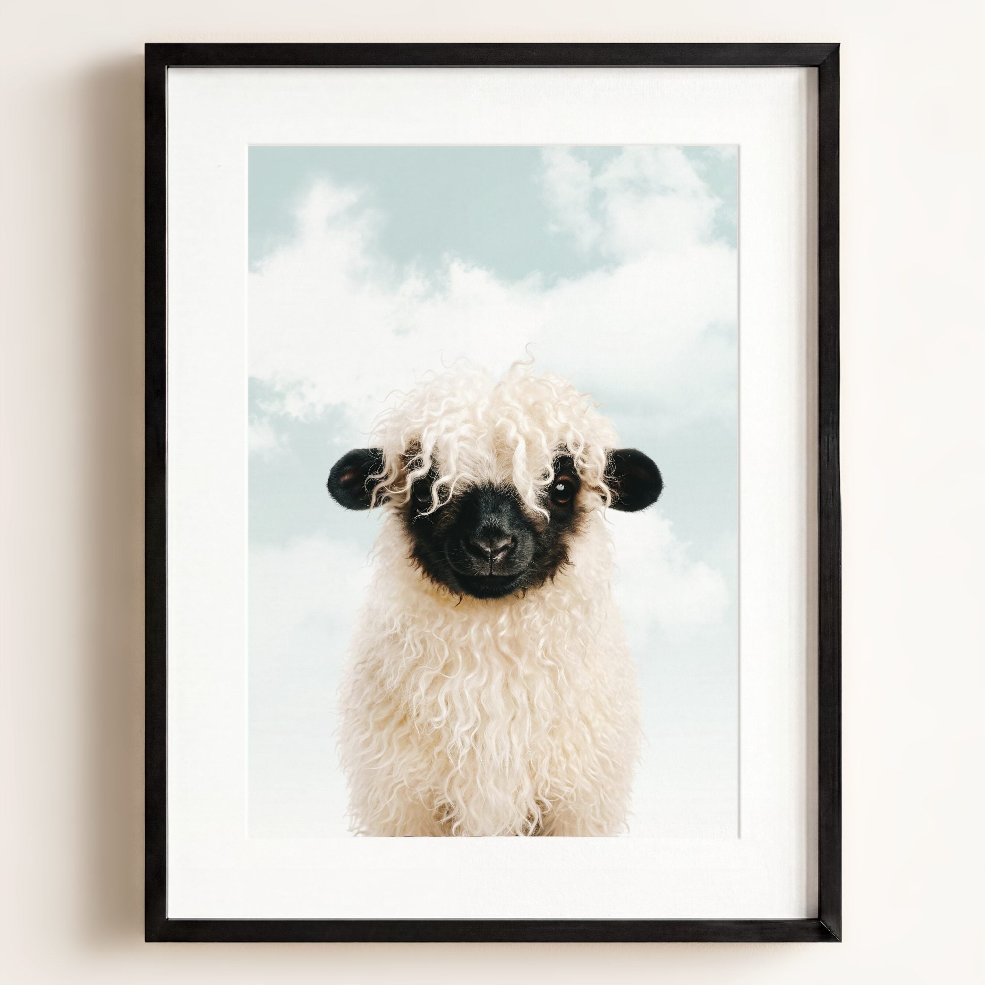 Baby Blacknose Sheep