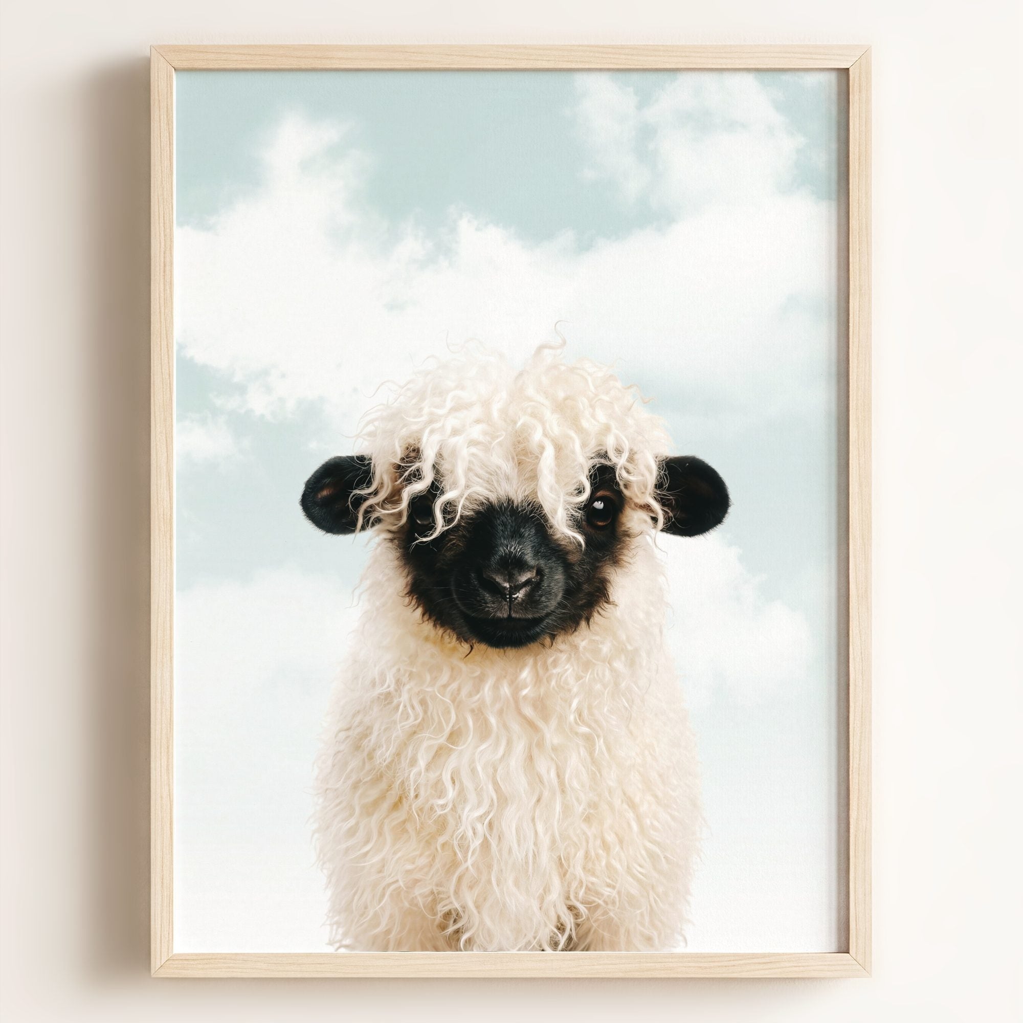 Baby Blacknose Sheep