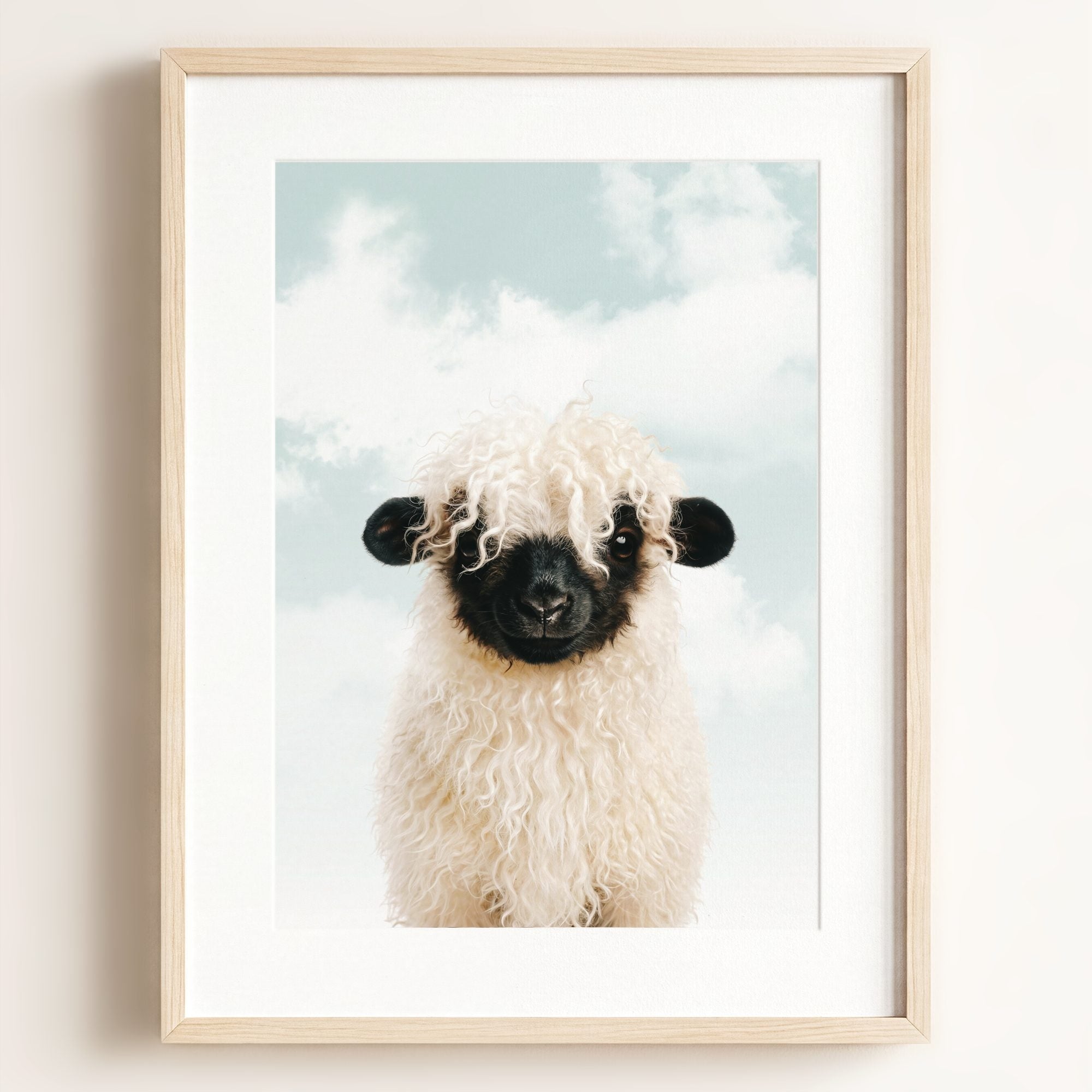 Baby Blacknose Sheep