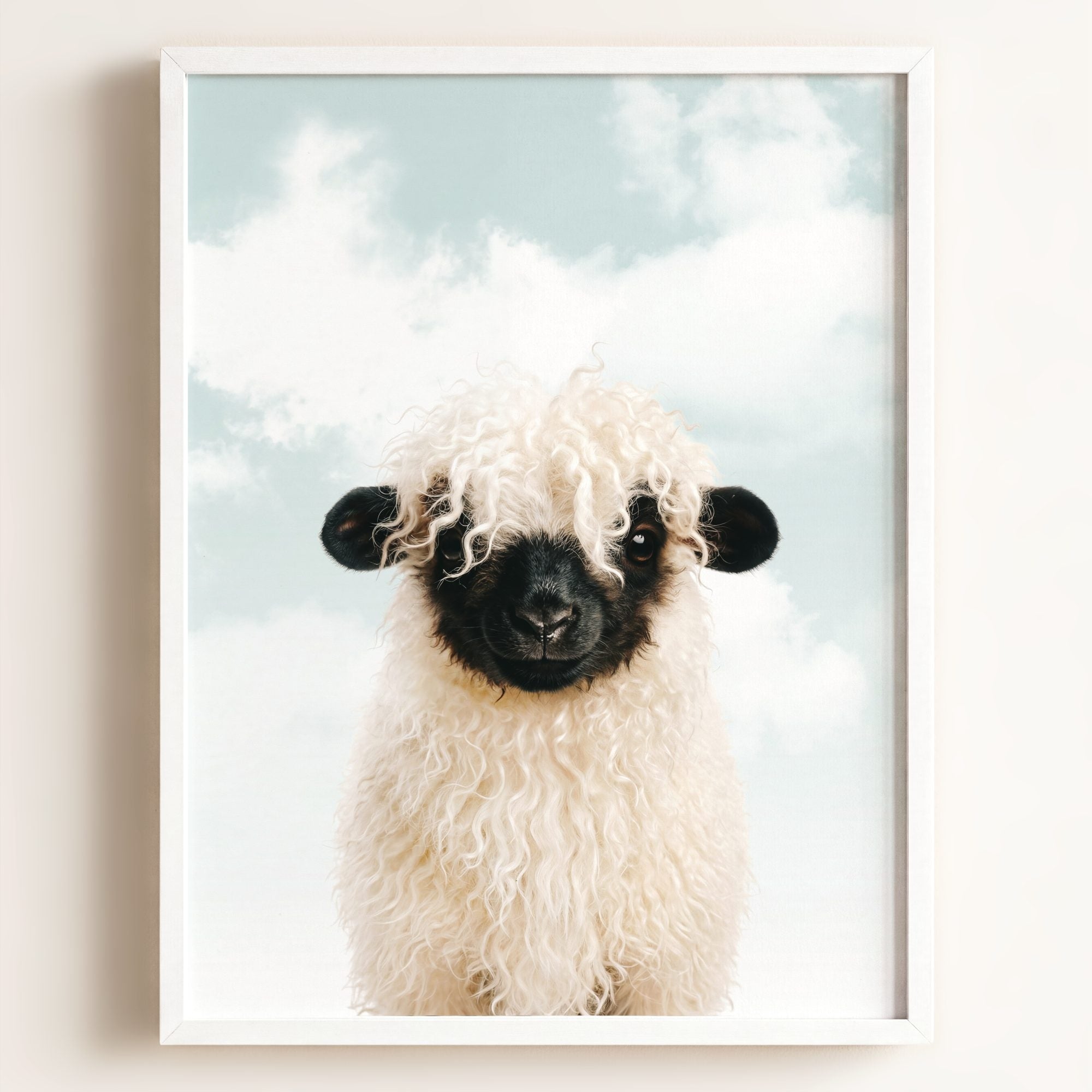 Baby Blacknose Sheep