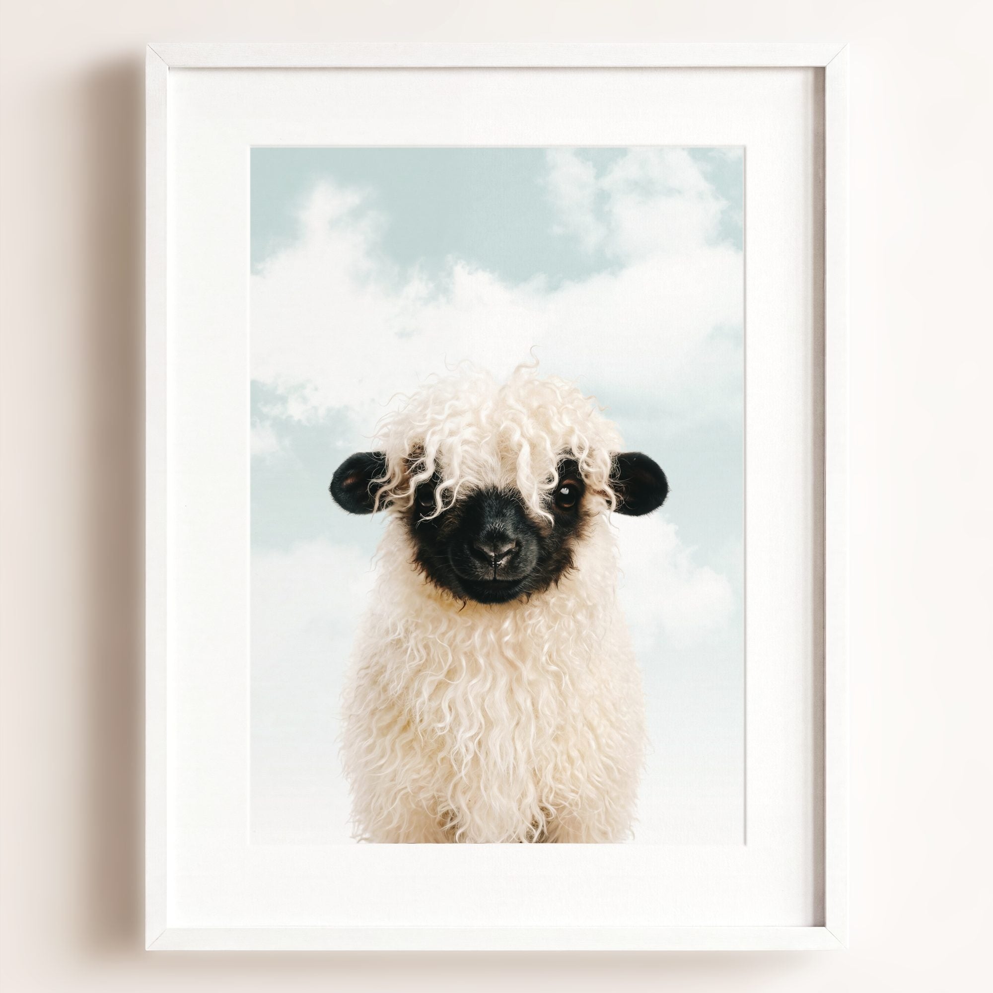 Baby Blacknose Sheep