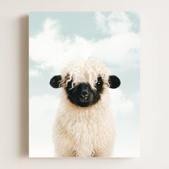 Baby Blacknose Sheep