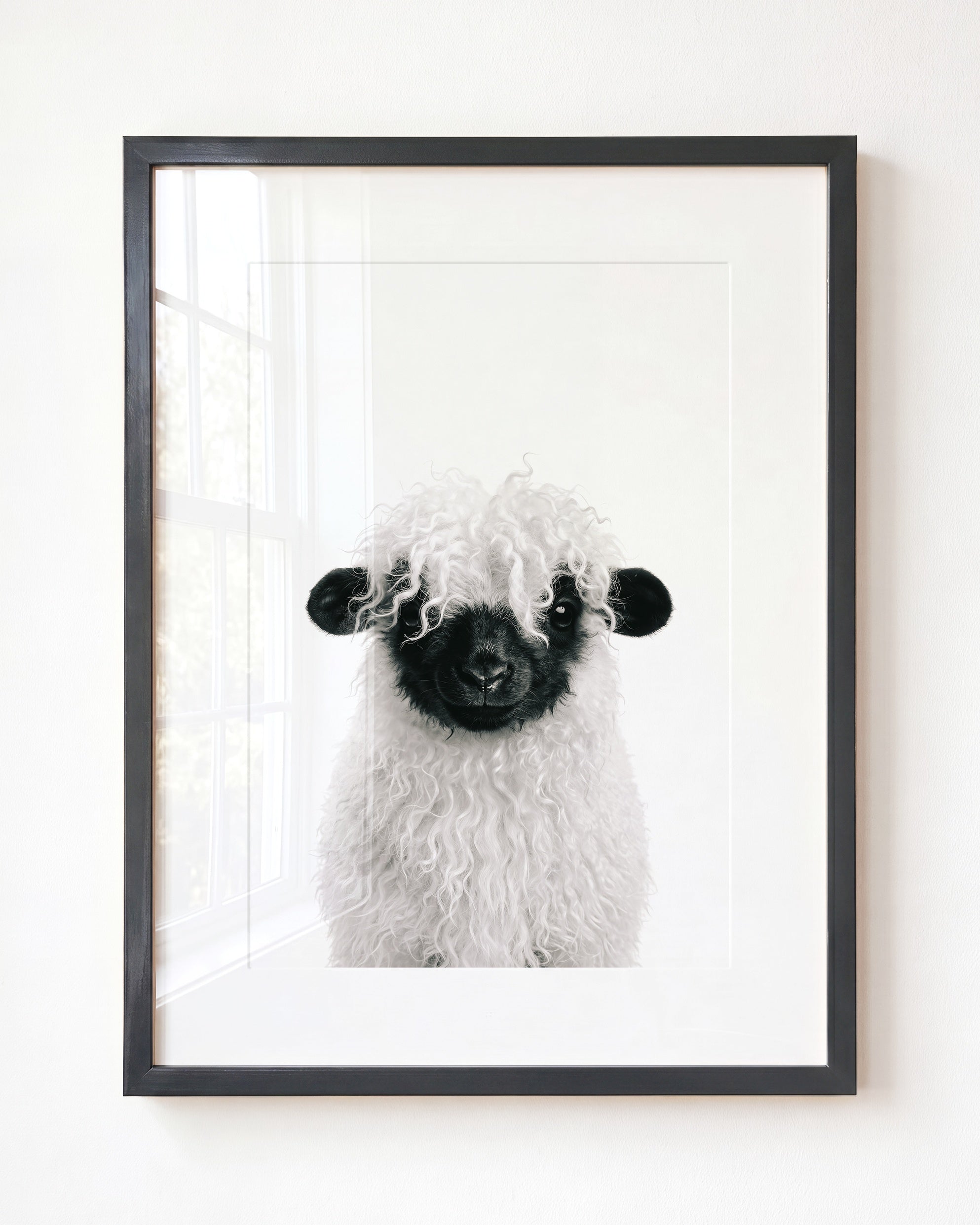 Baby Blacknose Sheep