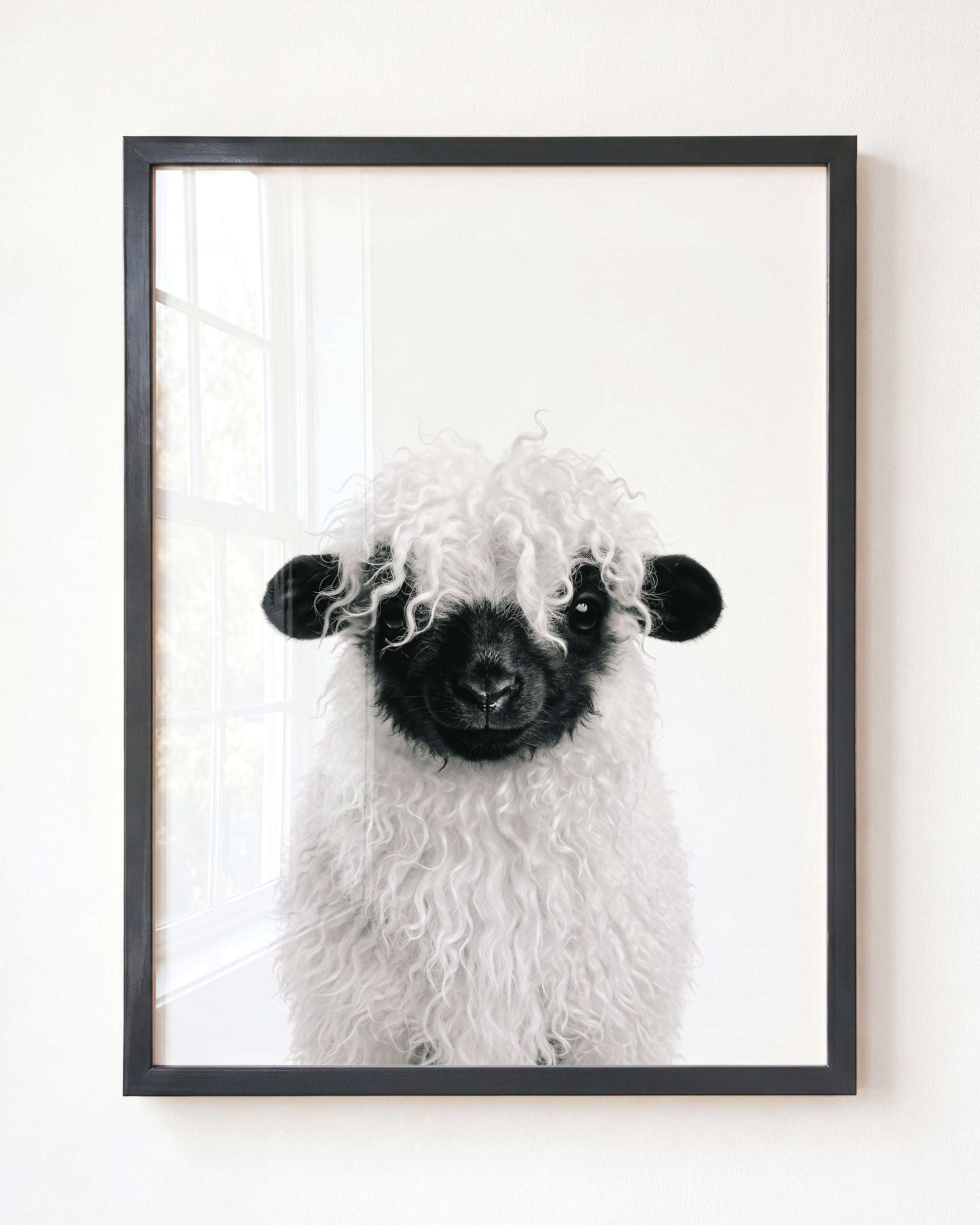 Baby Blacknose Sheep