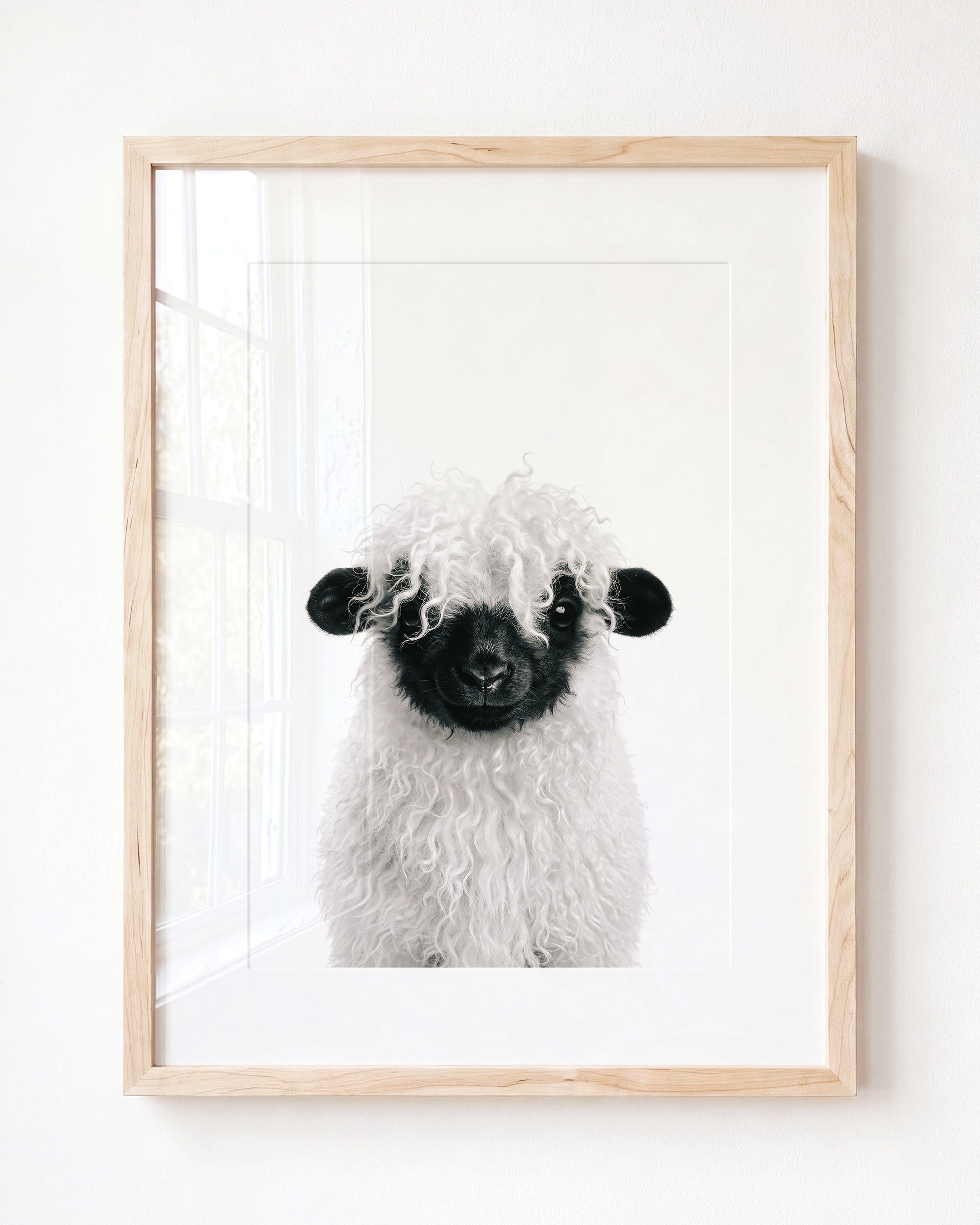 Baby Blacknose Sheep