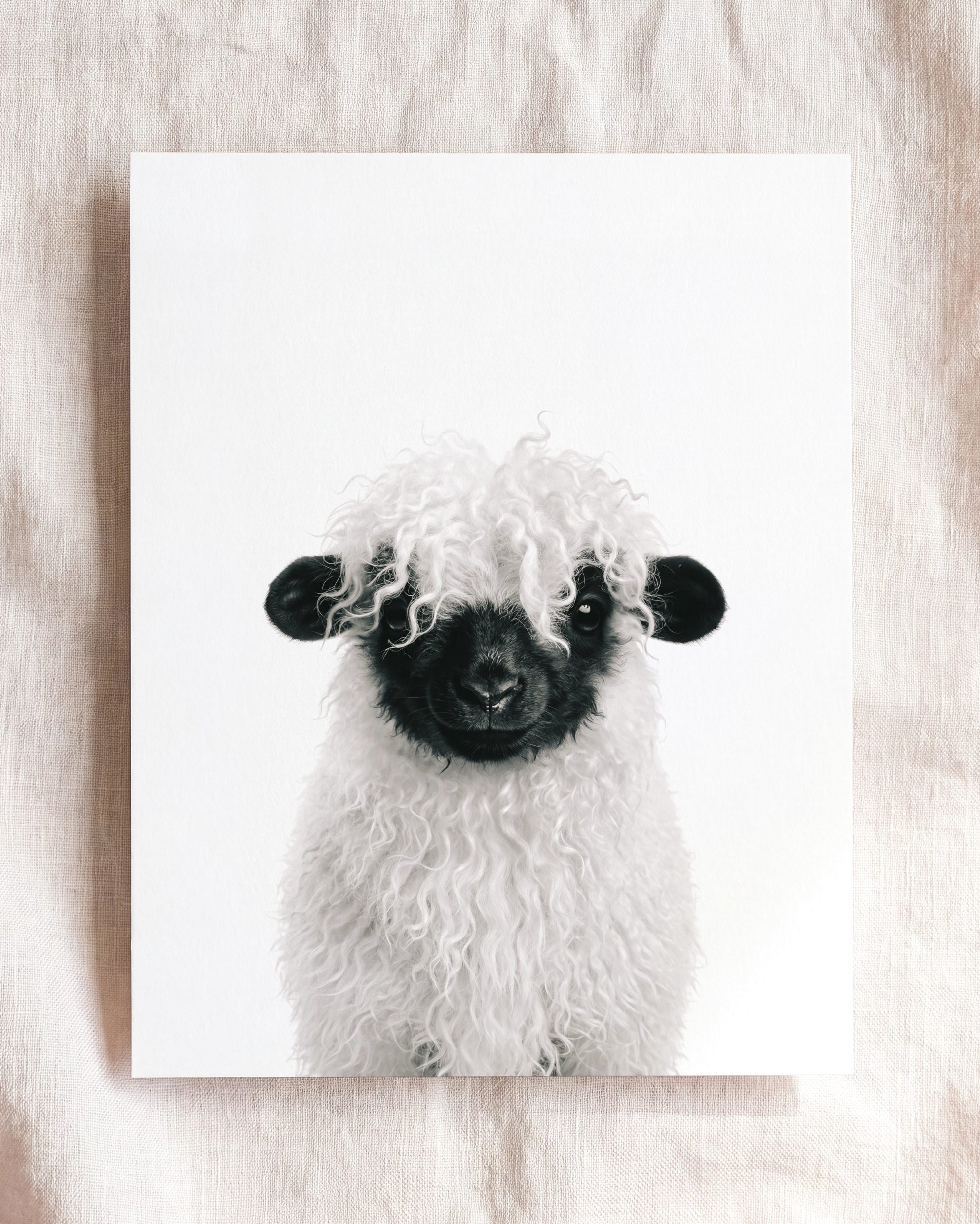 Baby Blacknose Sheep