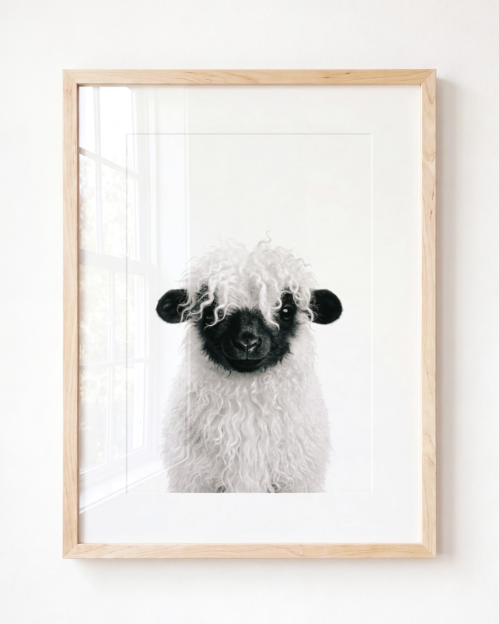 Baby Blacknose Sheep