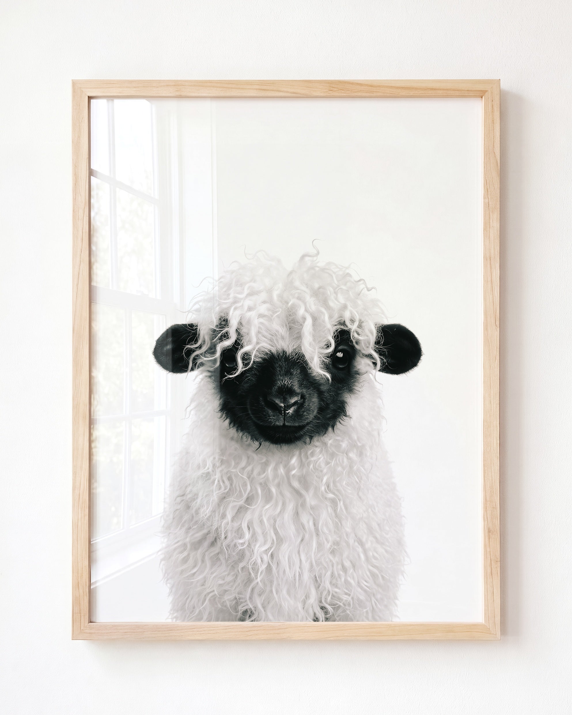 Baby Blacknose Sheep