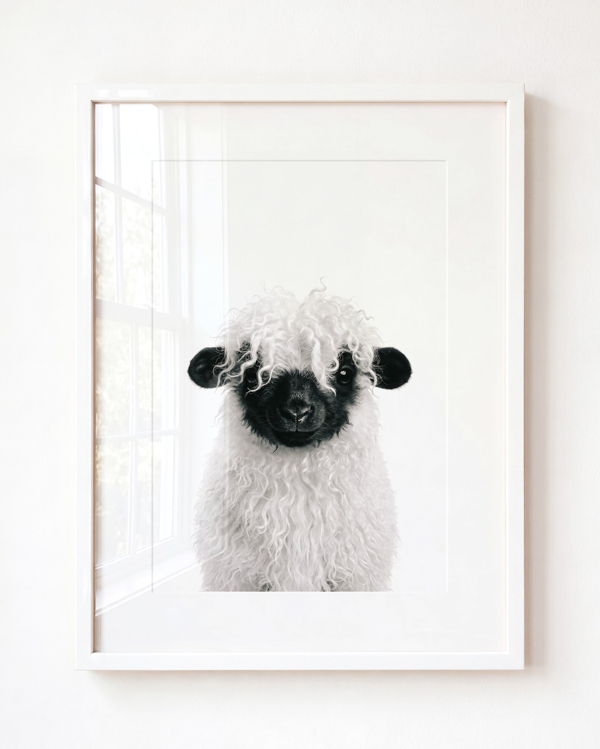 Baby Blacknose Sheep