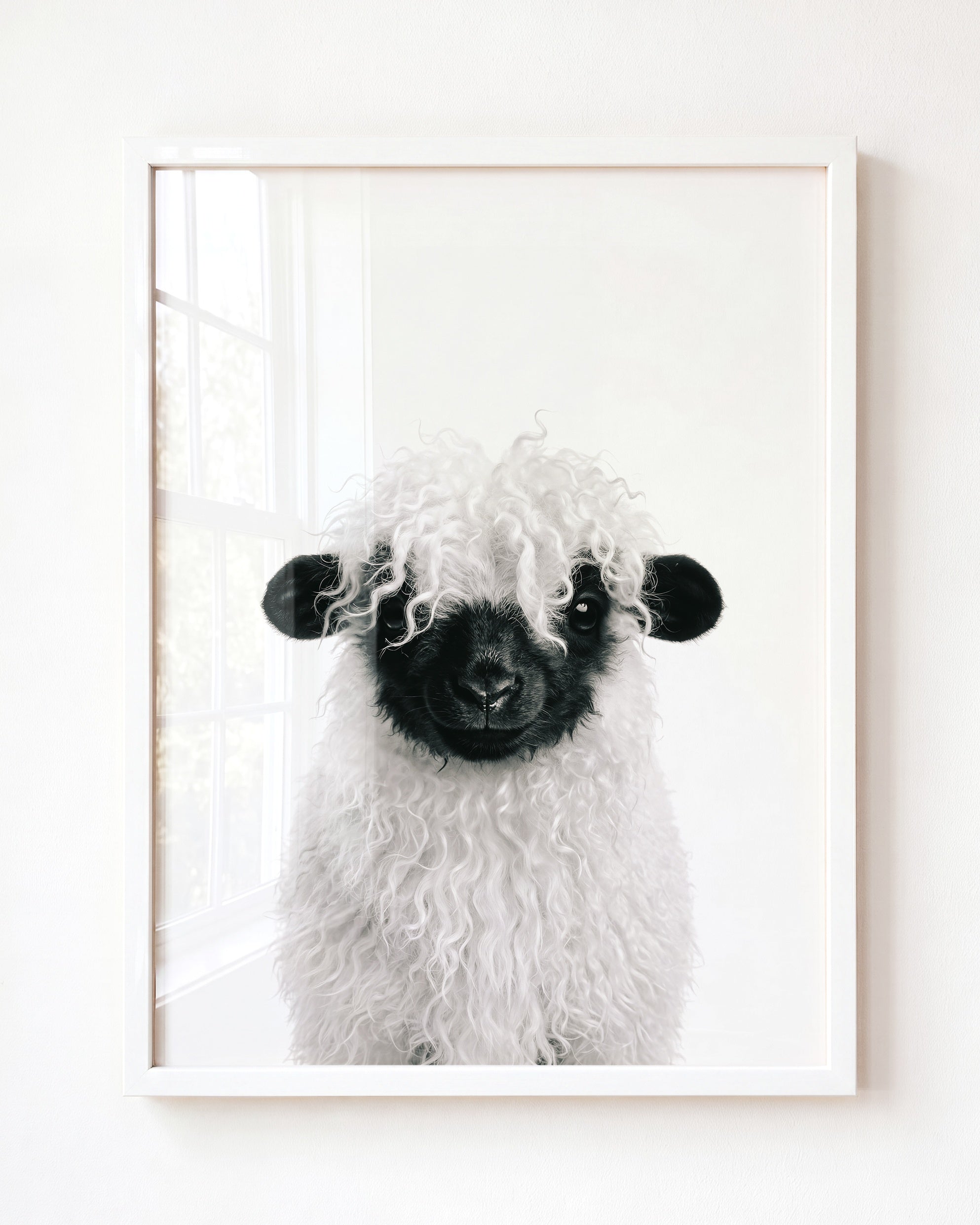 Baby Blacknose Sheep