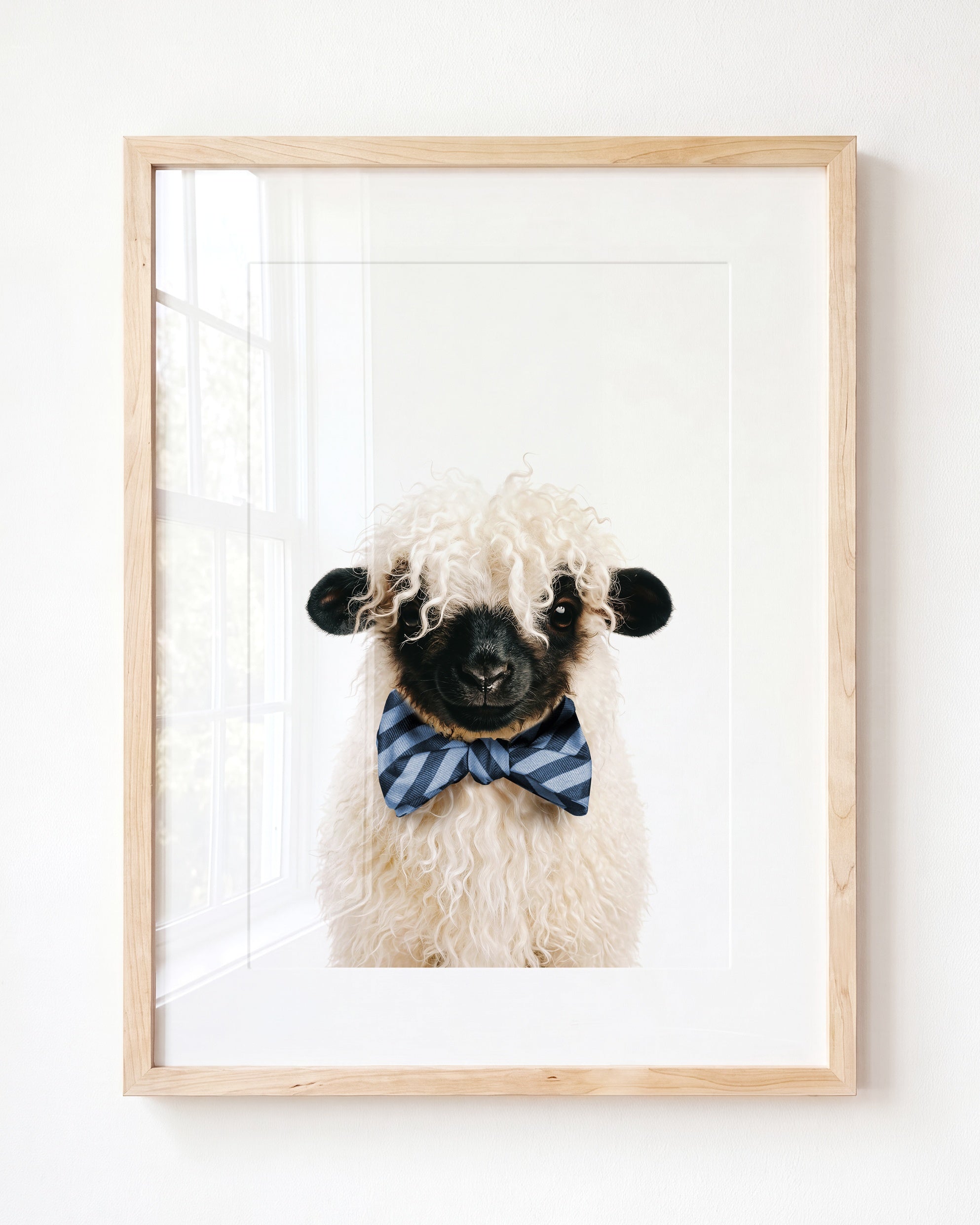 Baby Blacknose Sheep