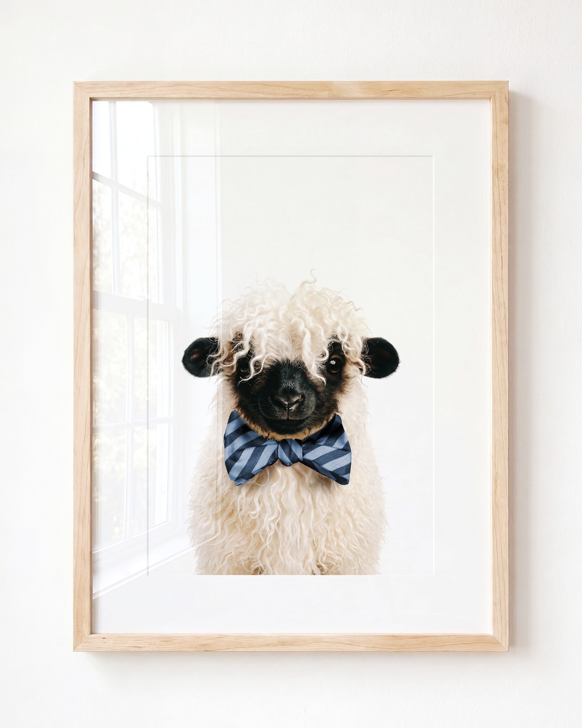 Baby Blacknose Sheep