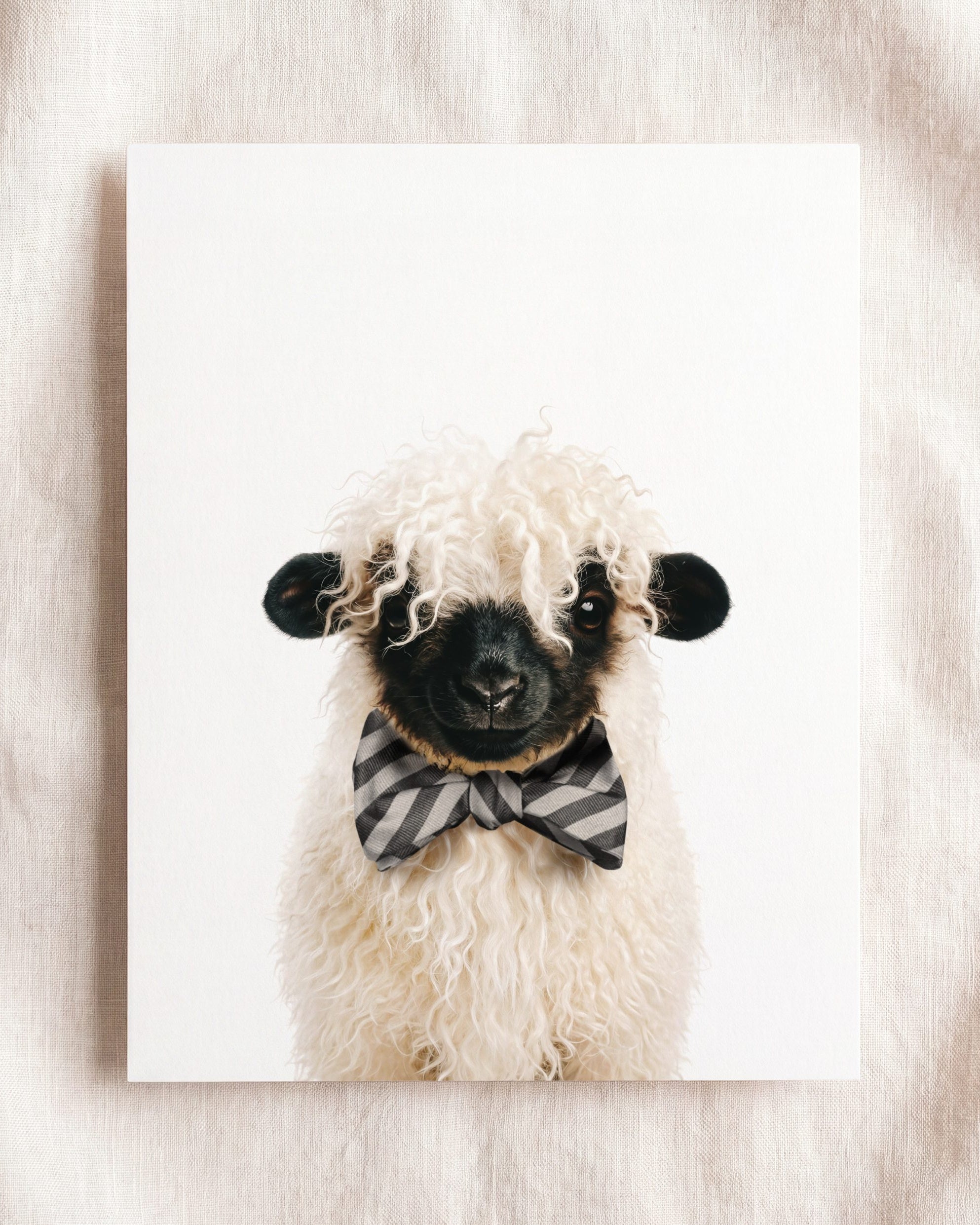 Baby Blacknose Sheep