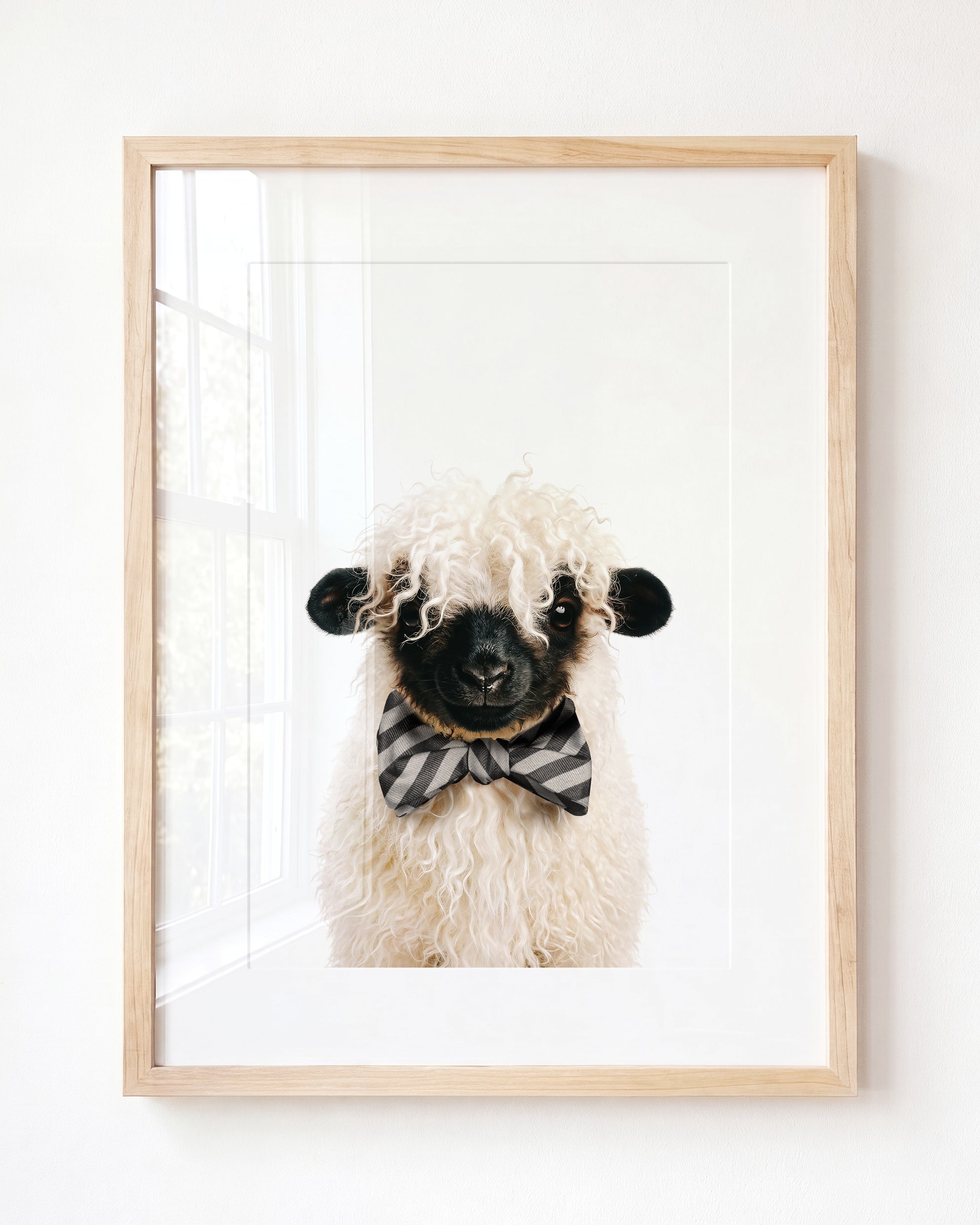 Baby Blacknose Sheep